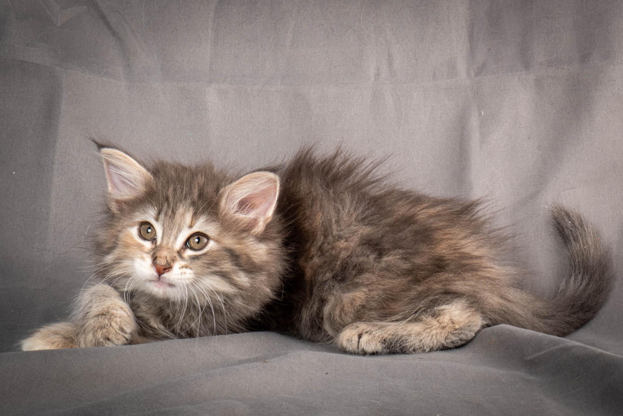 (N)Migoto's Anne, NFO n 22