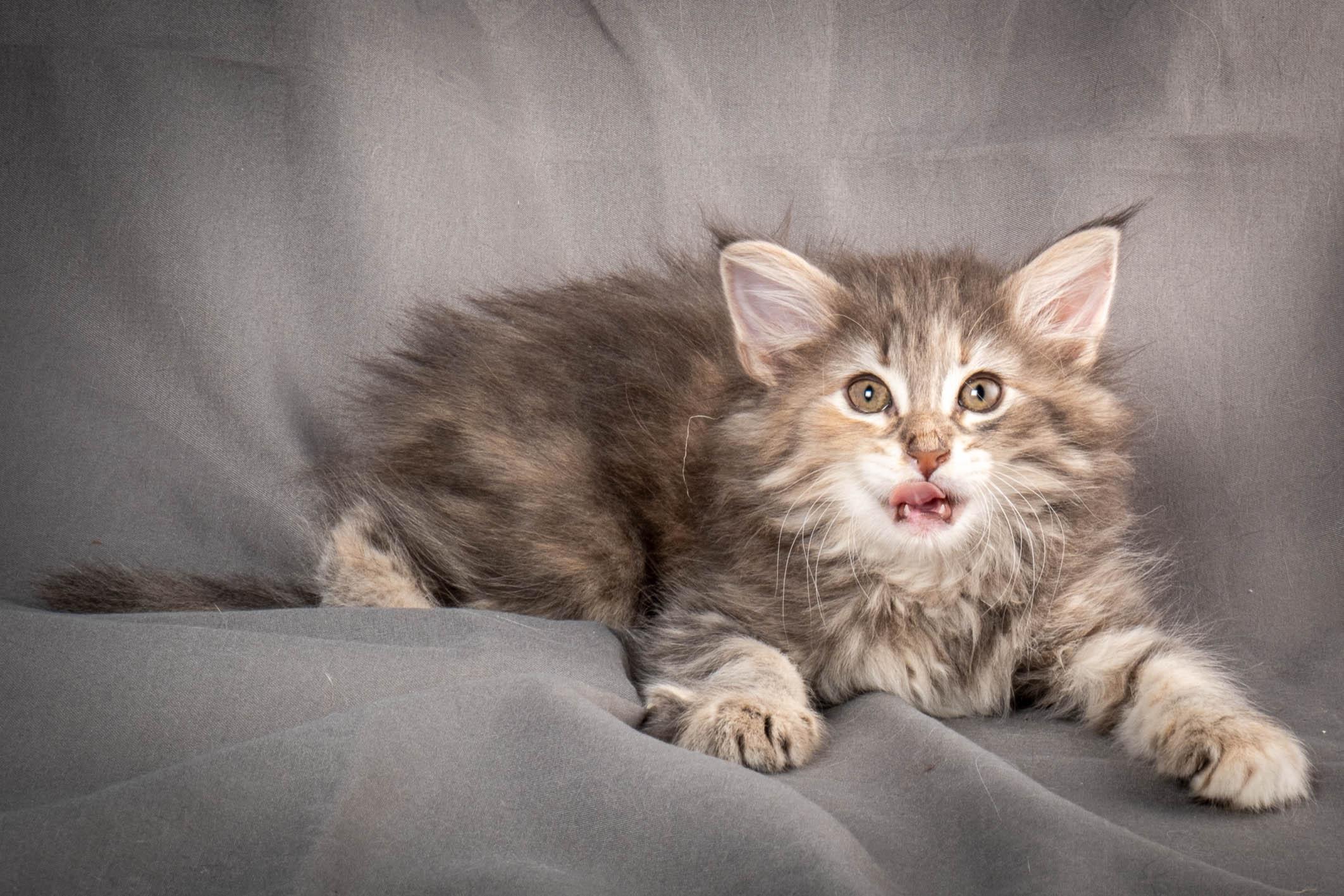 (N)Migoto's Anne, NFO n 22