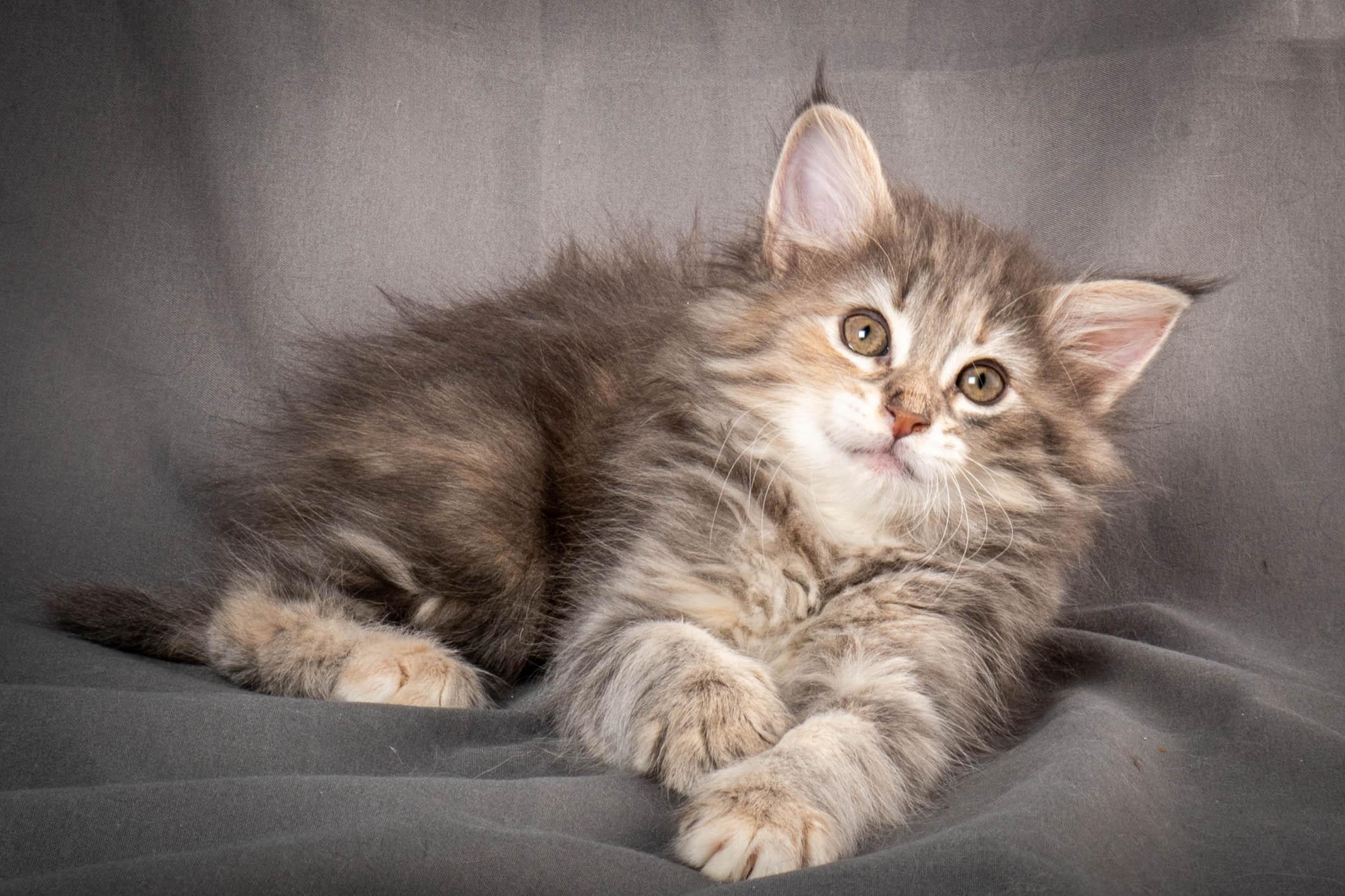 (N)Migoto's Anne, NFO n 22