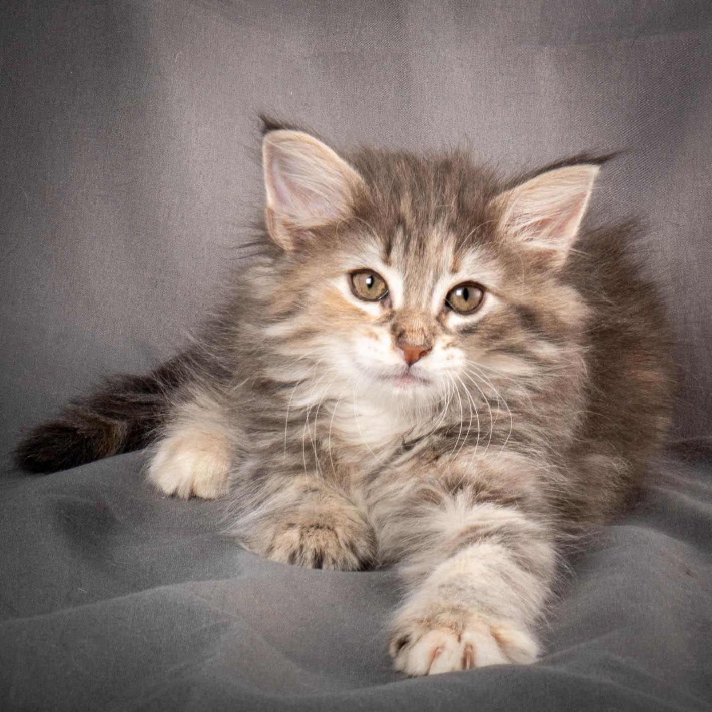 (N)Migoto's Anne, NFO n 22