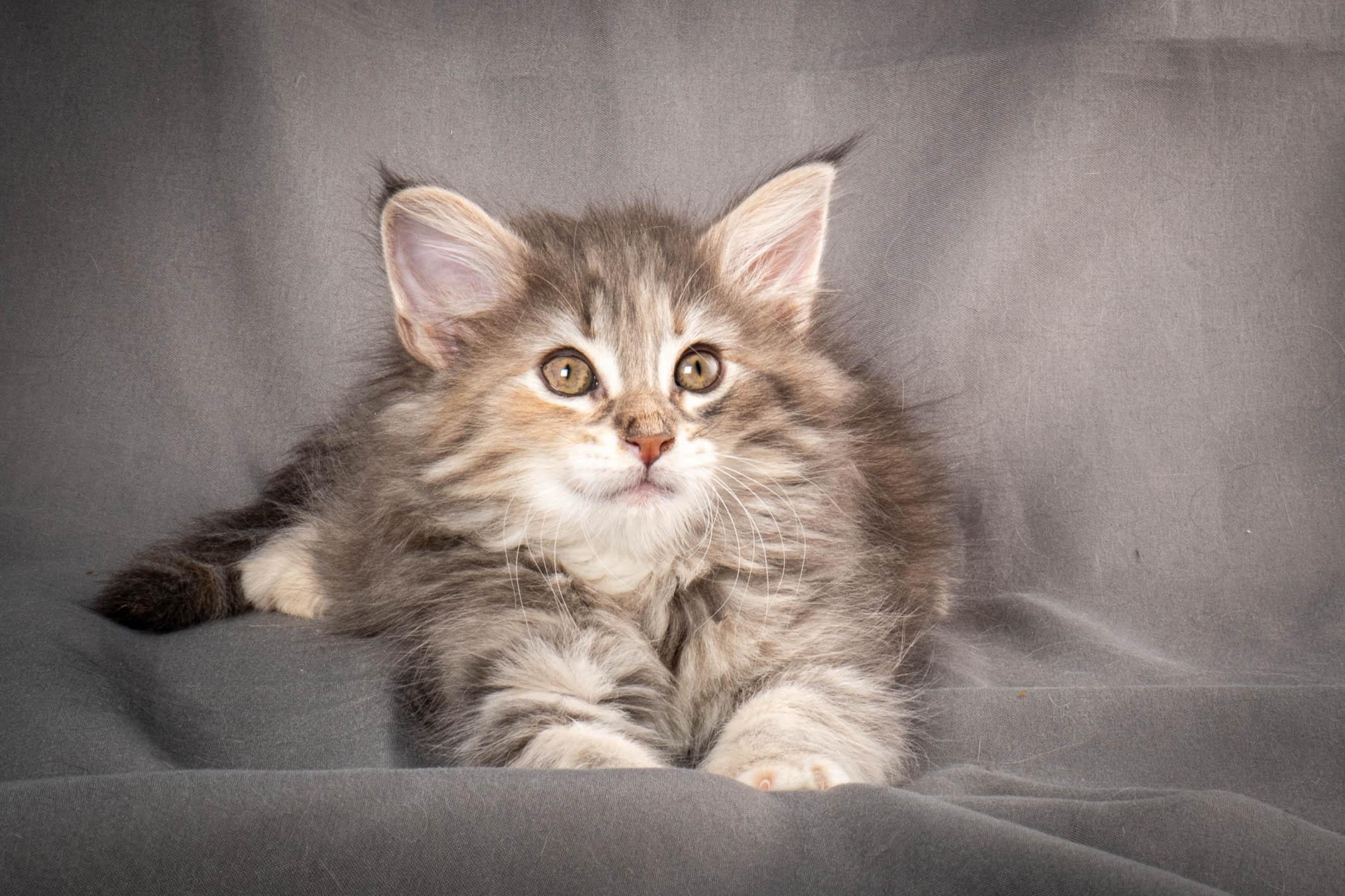 (N)Migoto's Anne, NFO n 22