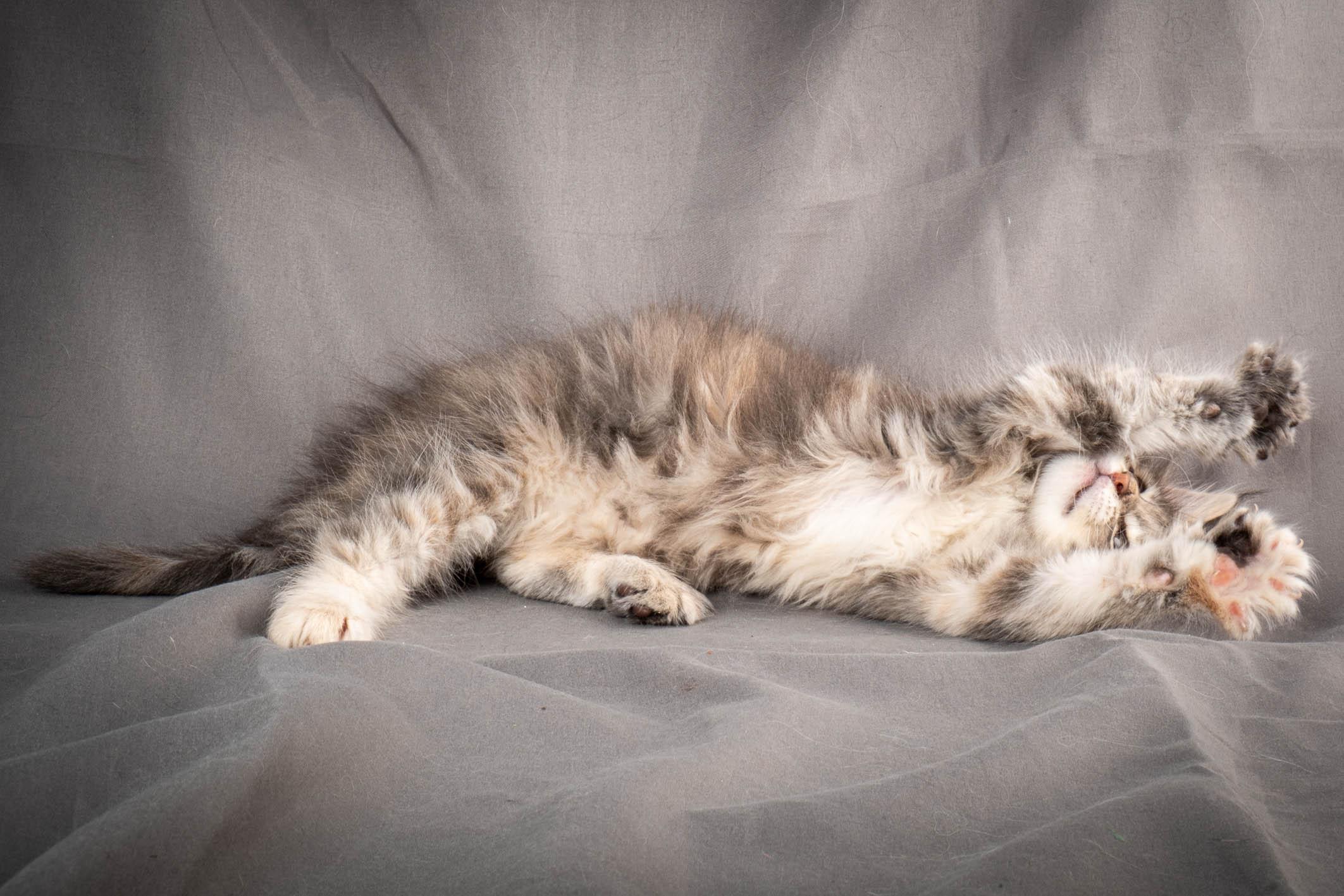 (N)Migoto's Anne, NFO n 22