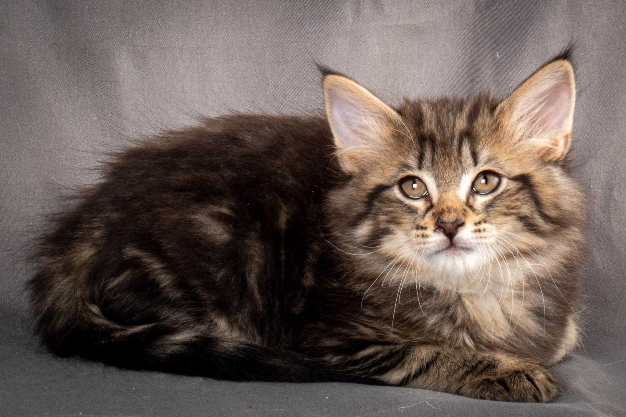 (N)Migoto's August, NFO a (09) 22