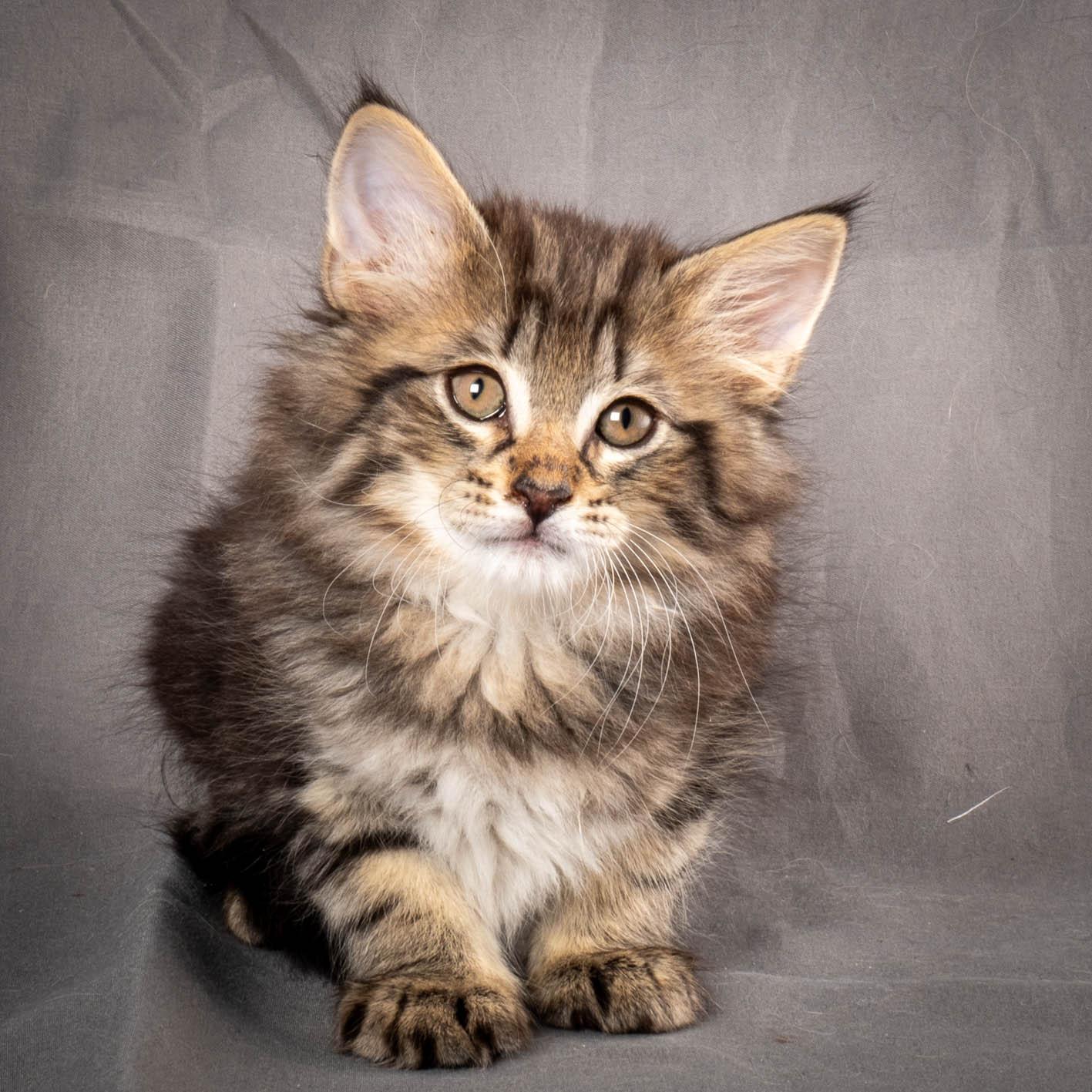 (N)Migoto's August, NFO a (09) 22