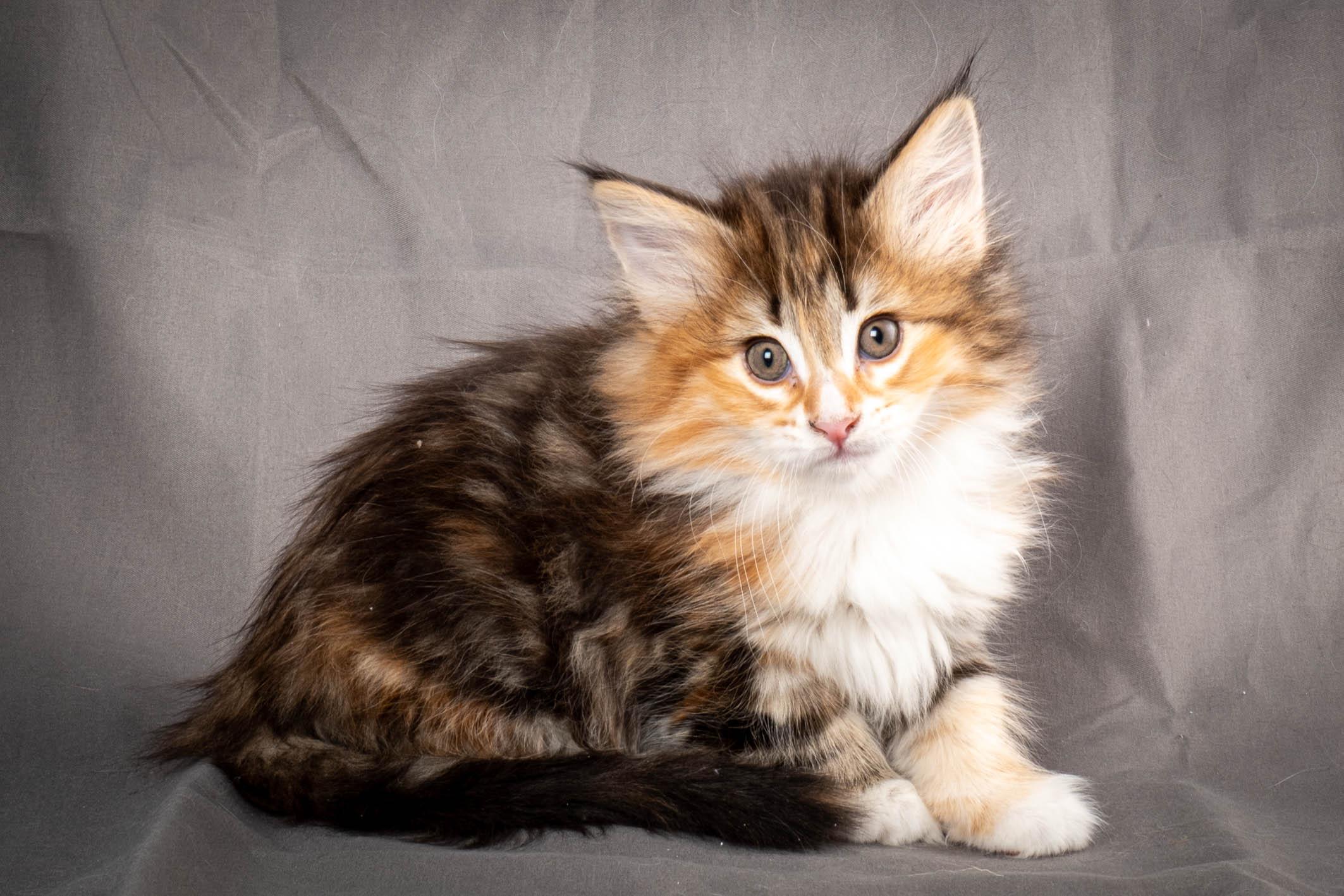 (N)Migoto's Alva, NFO f 09 22