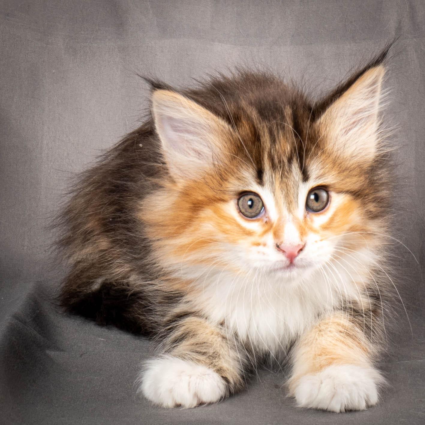 (N)Migoto's Alva, NFO f 09 22