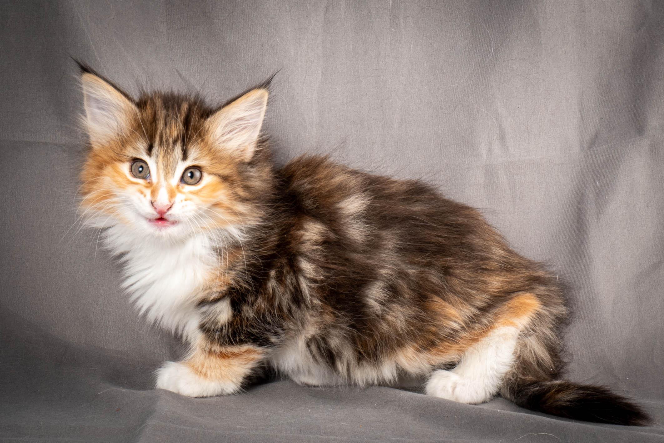 (N)Migoto's Alva, NFO f 09 22