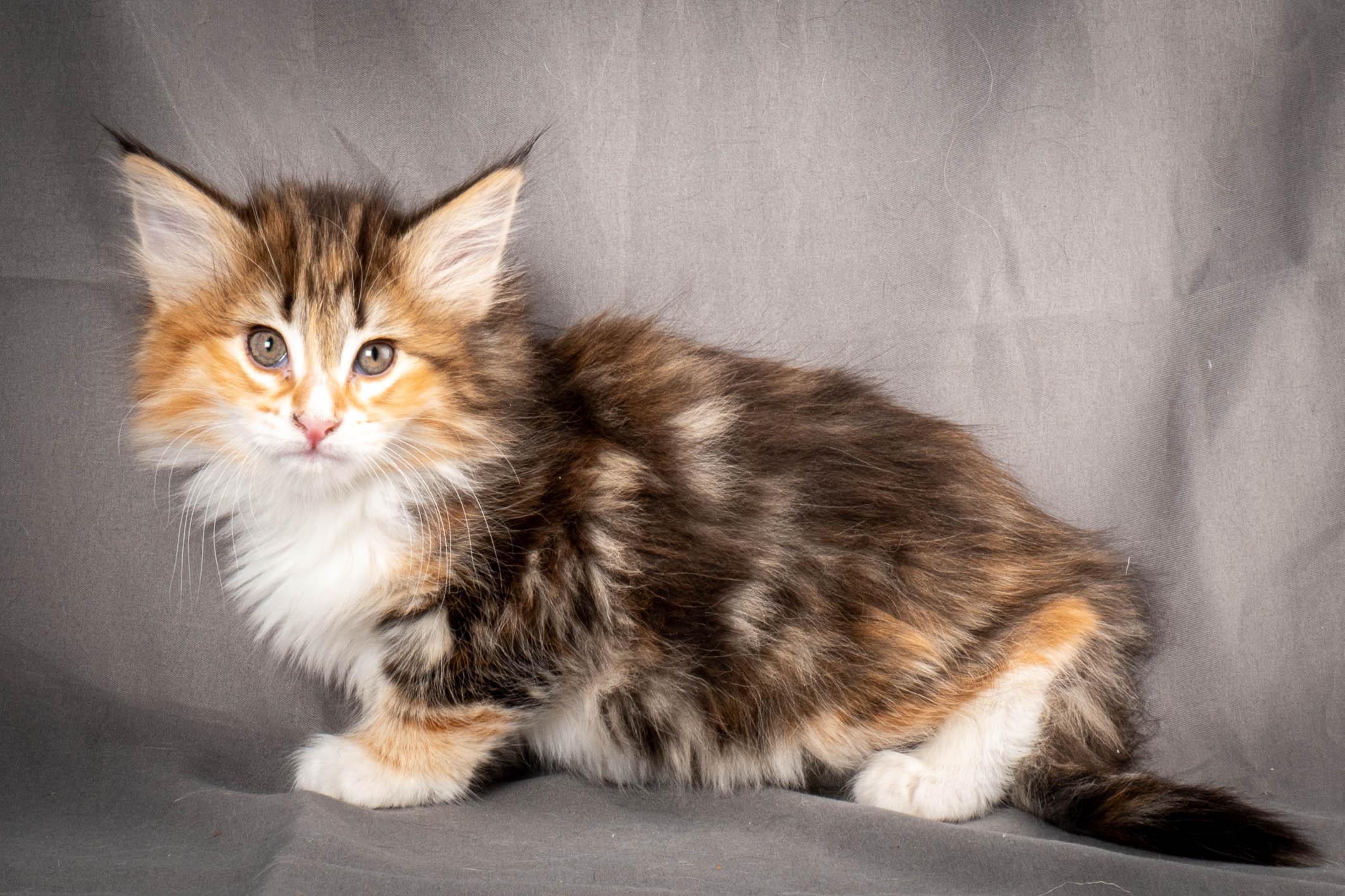 (N)Migoto's Alva, NFO f 09 22