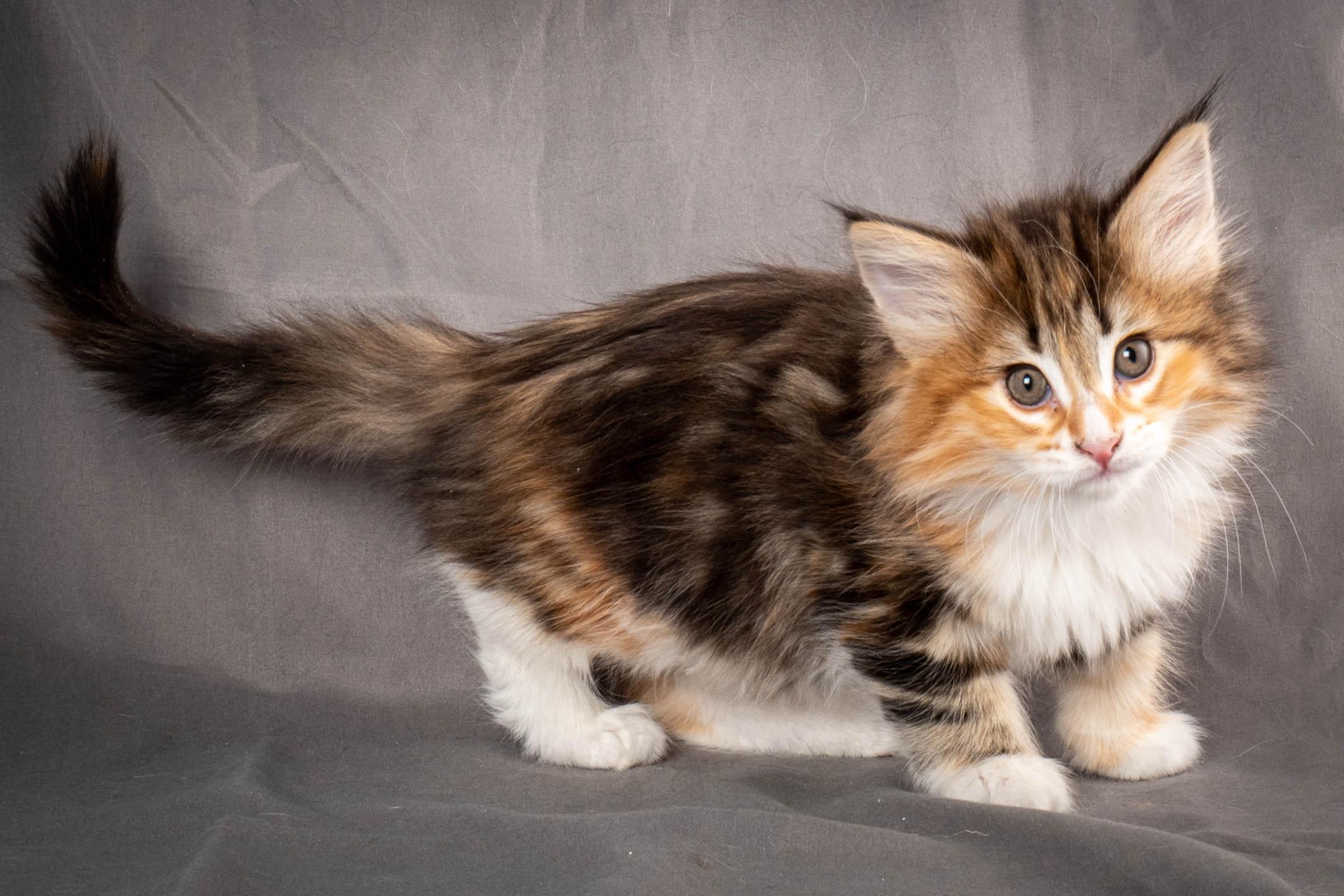 (N)Migoto's Alva, NFO f 09 22