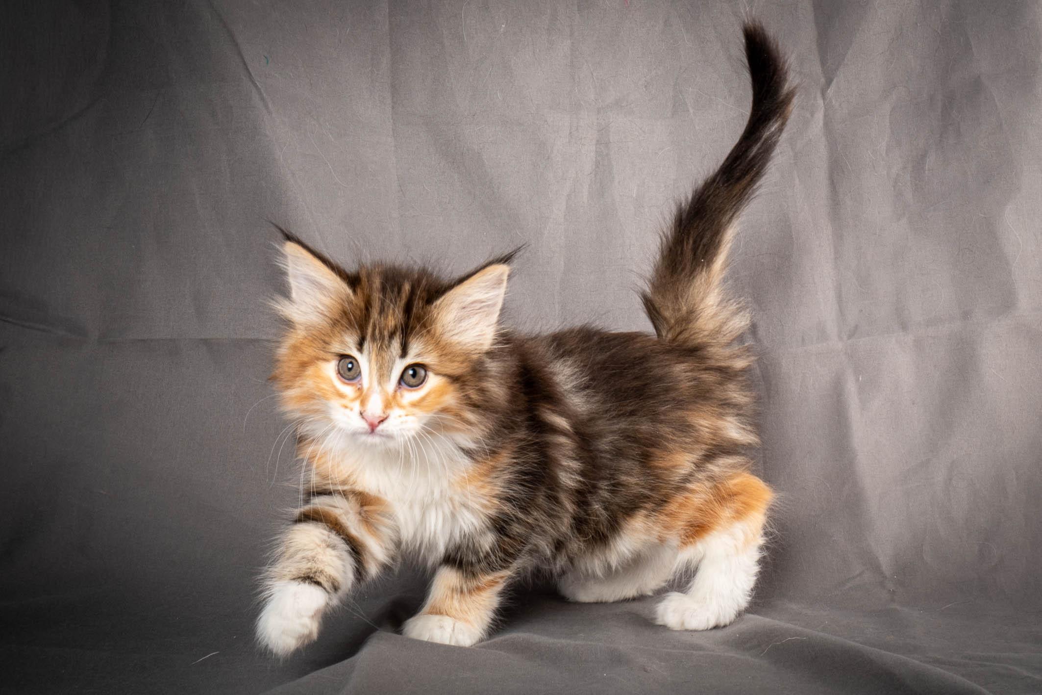 (N)Migoto's Alva, NFO f 09 22