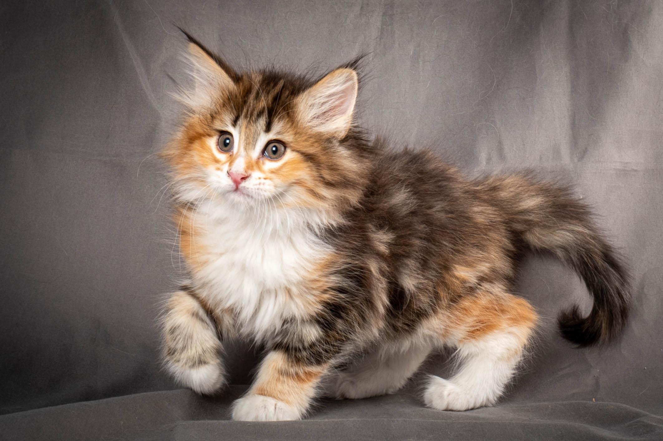 (N)Migoto's Alva, NFO f 09 22