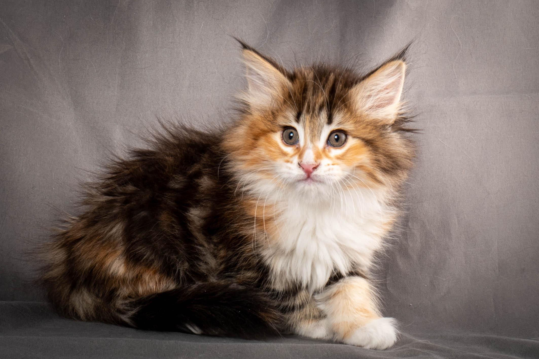 (N)Migoto's Alva, NFO f 09 22