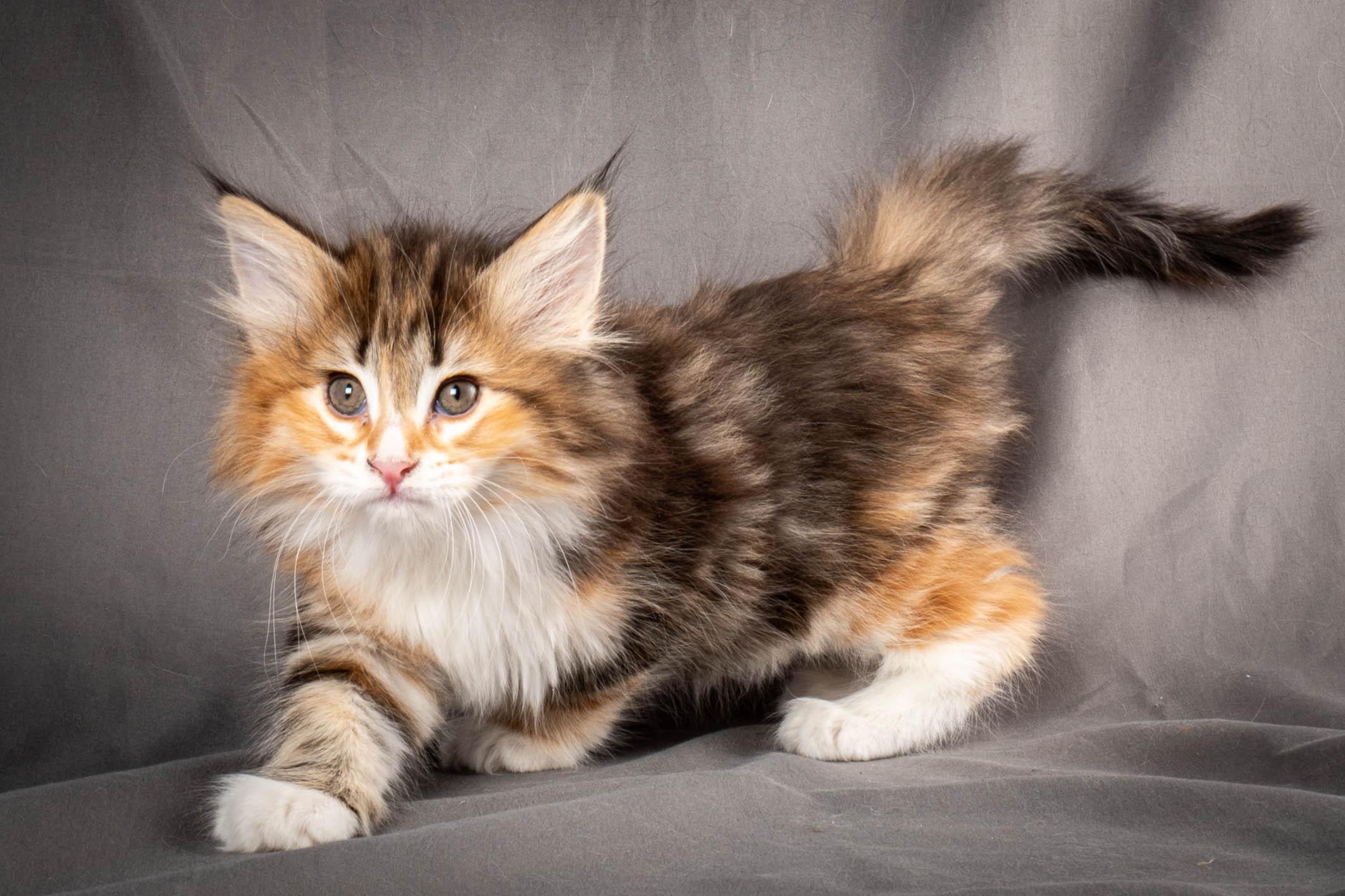 (N)Migoto's Alva, NFO f 09 22