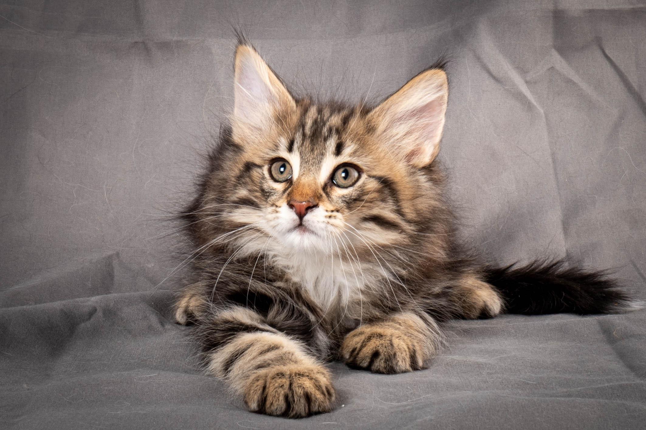 (N)Migoto's Anton, NFO n 22