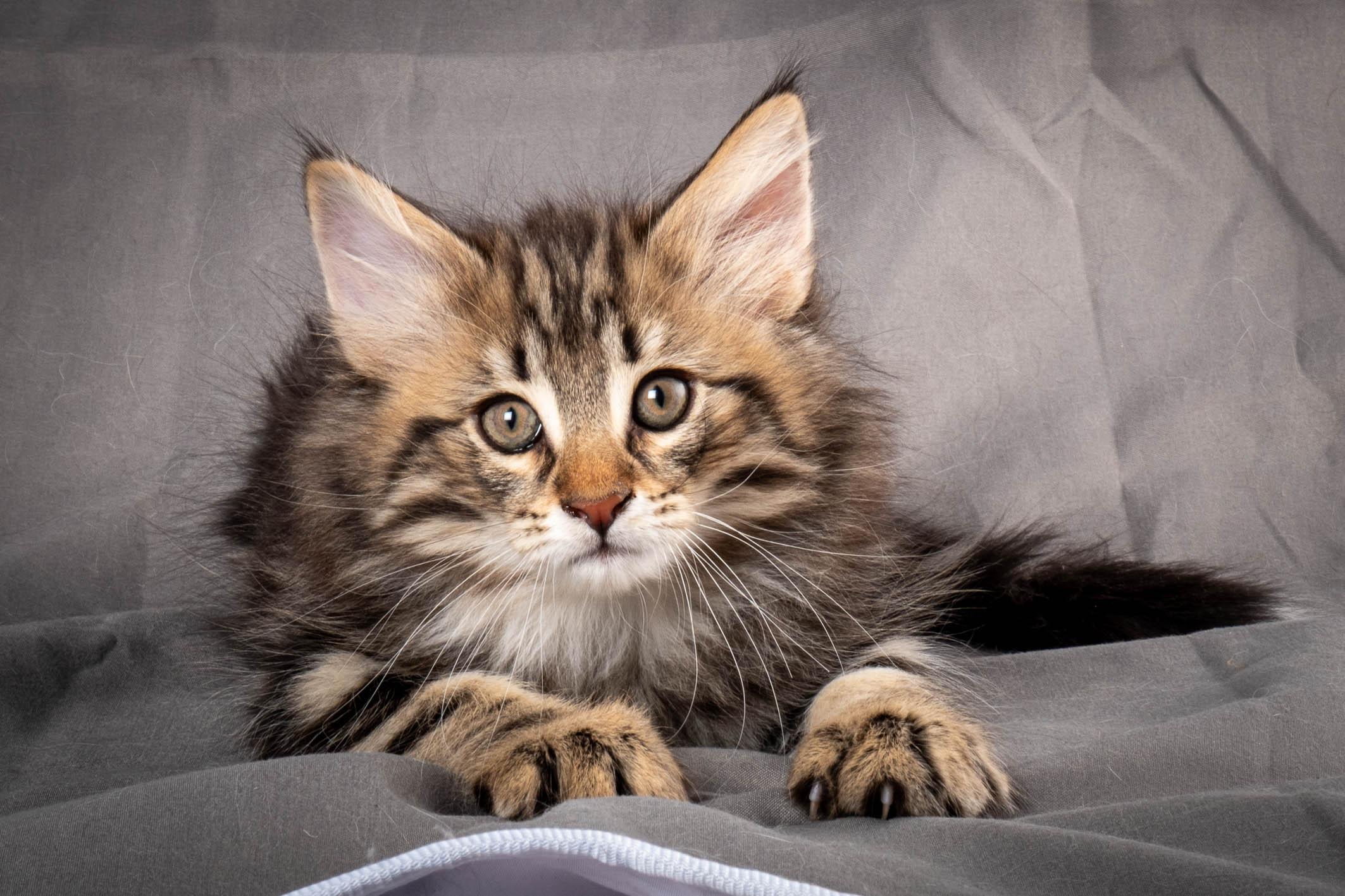 (N)Migoto's Anton, NFO n 22