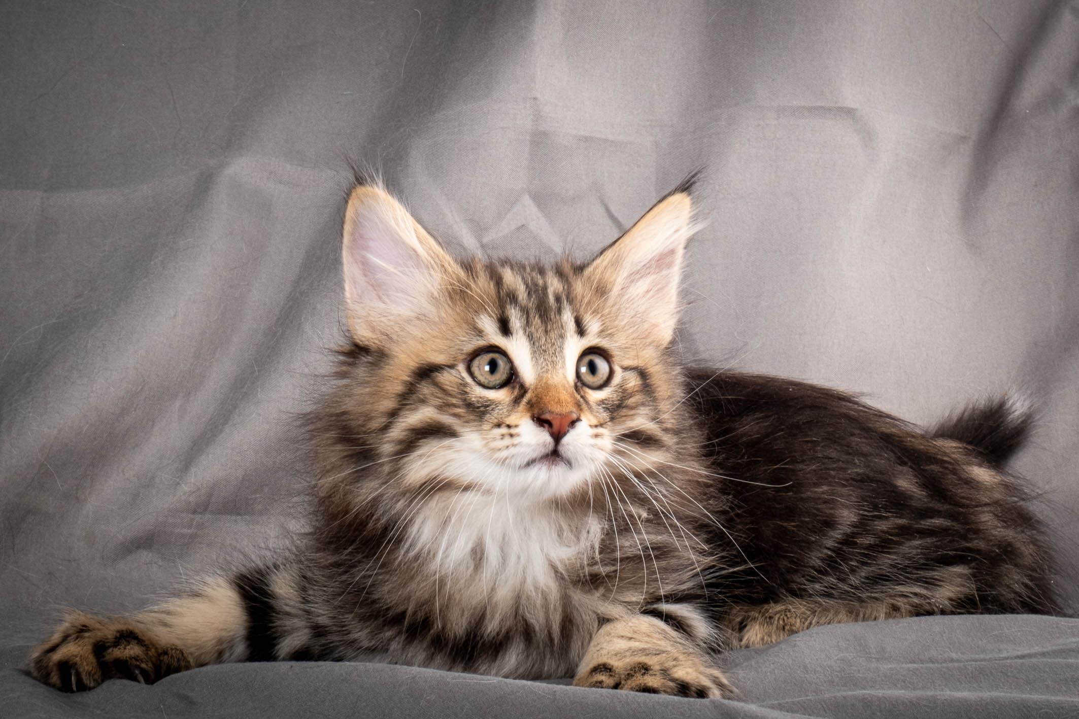 (N)Migoto's Anton, NFO n 22