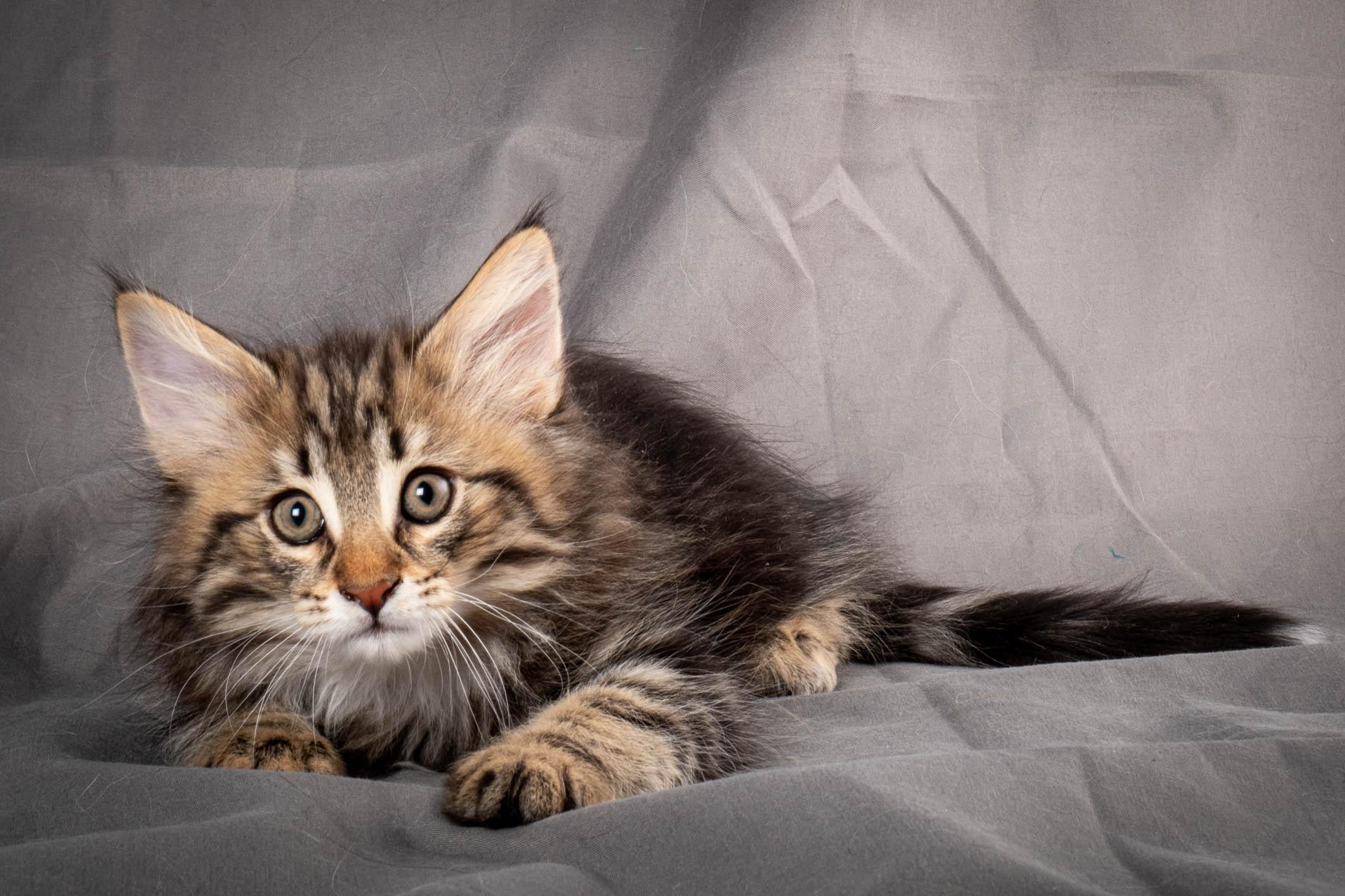 (N)Migoto's Anton, NFO n 22