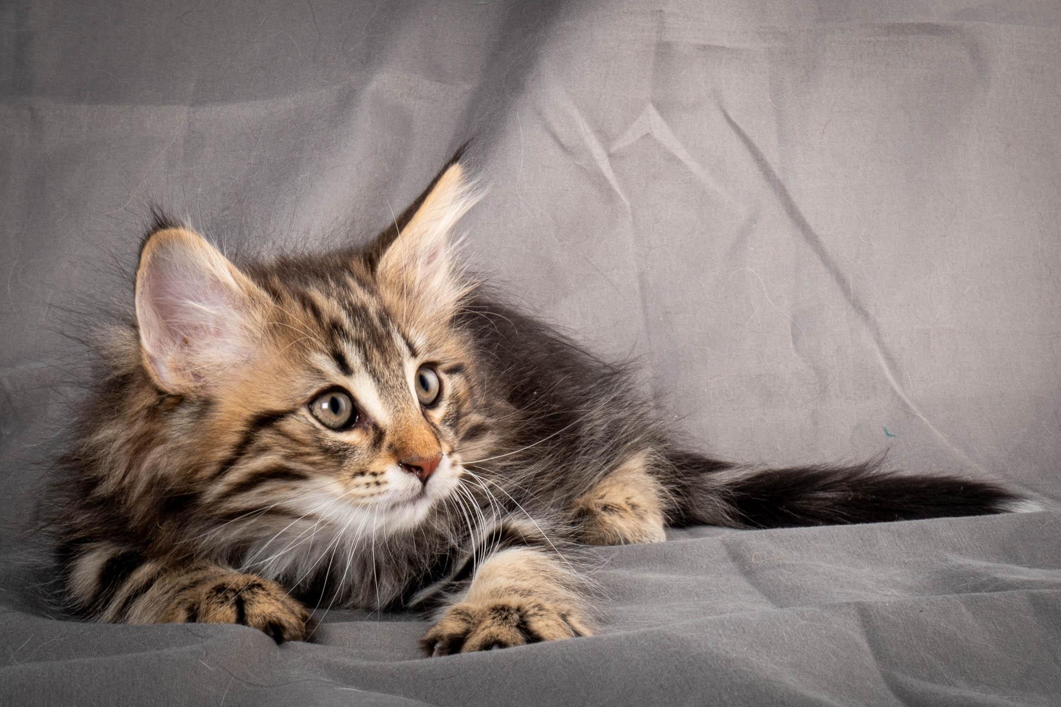 (N)Migoto's Anton, NFO n 22