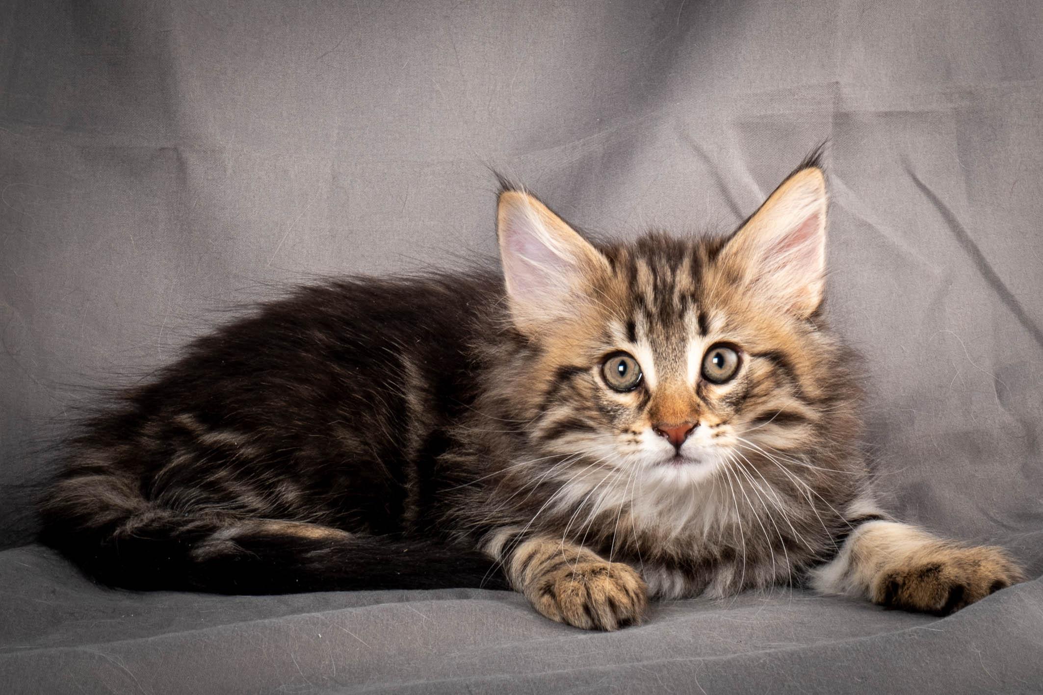 (N)Migoto's Anton, NFO n 22