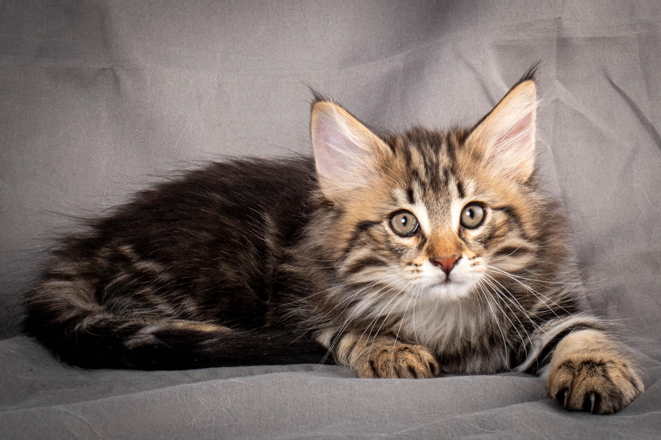 (N)Migoto's Anton, NFO n 22