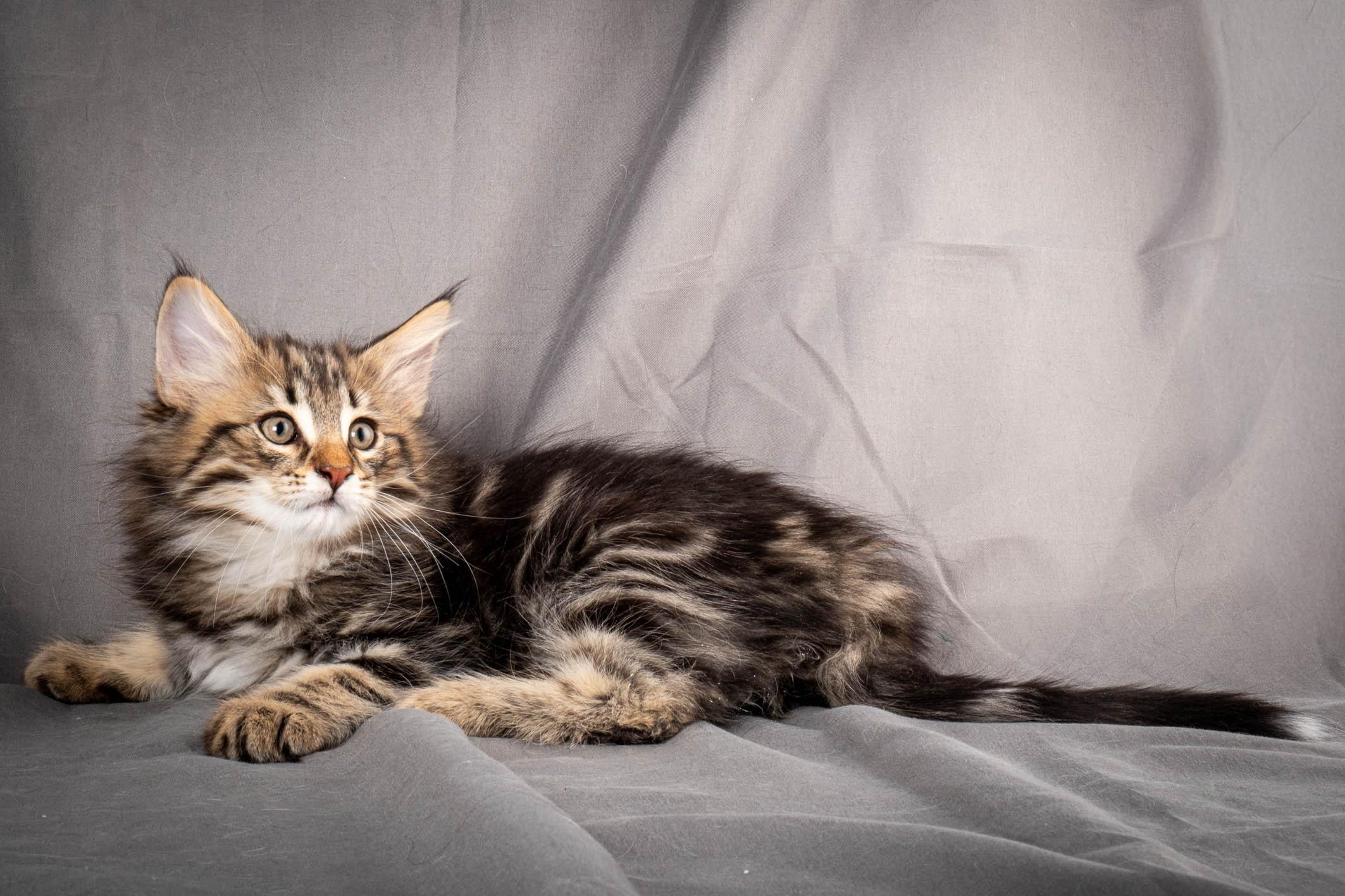 (N)Migoto's Anton, NFO n 22