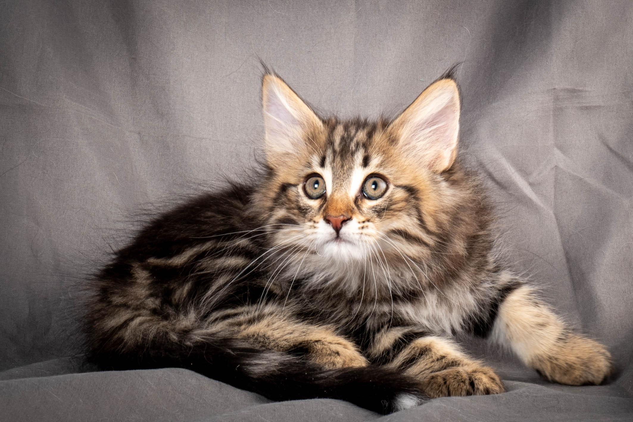 (N)Migoto's Anton, NFO n 22