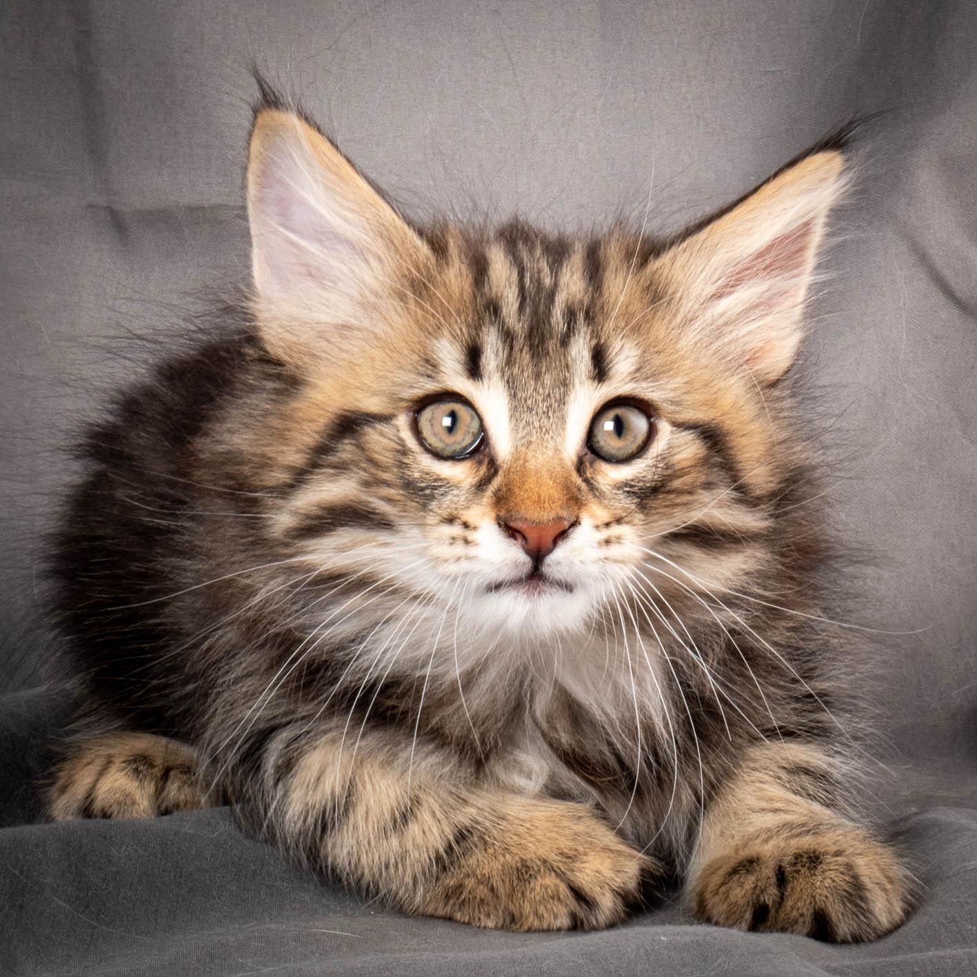 (N)Migoto's Anton, NFO n 22