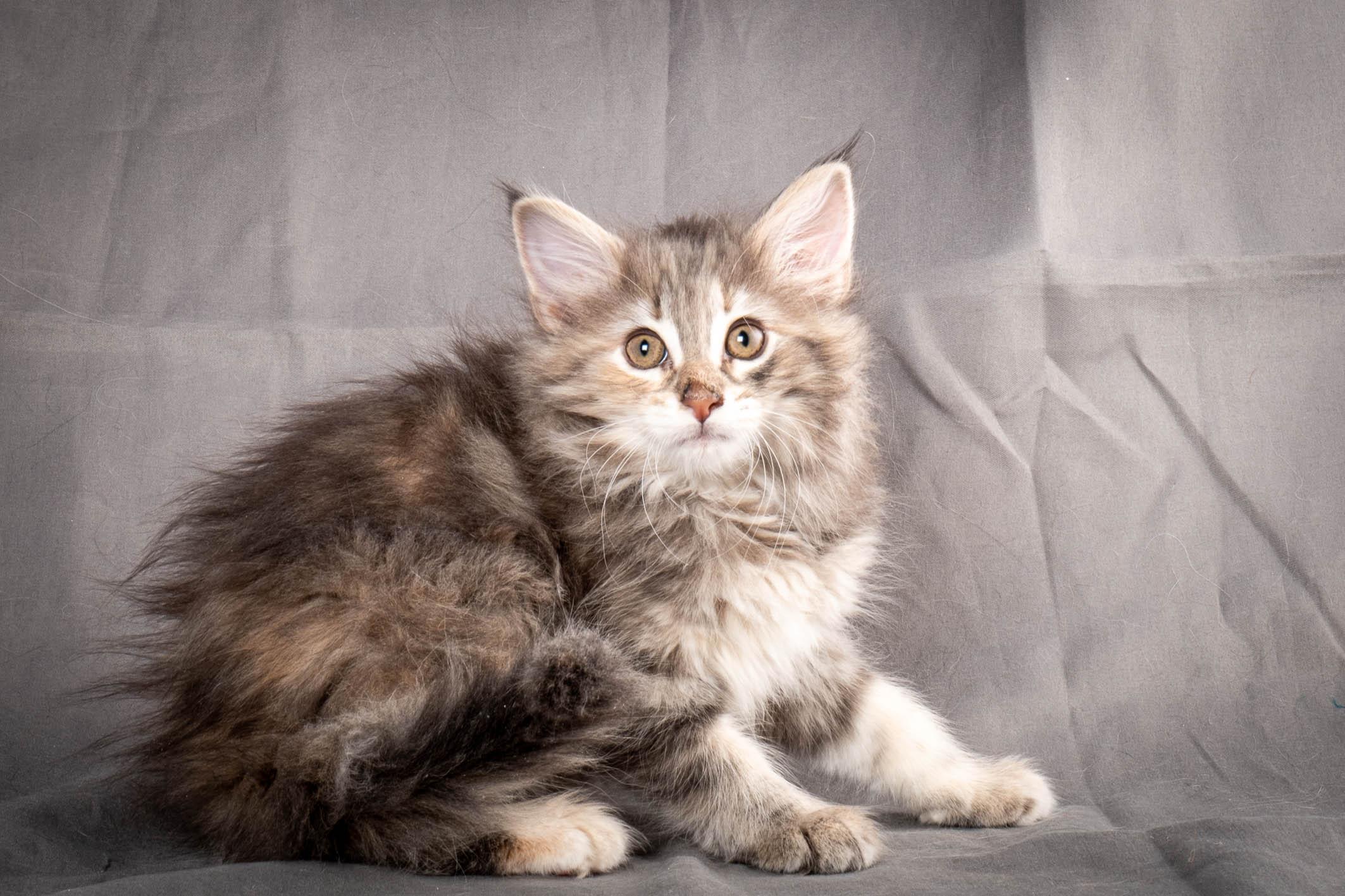 (N)Migoto's Anna, NFO g 22