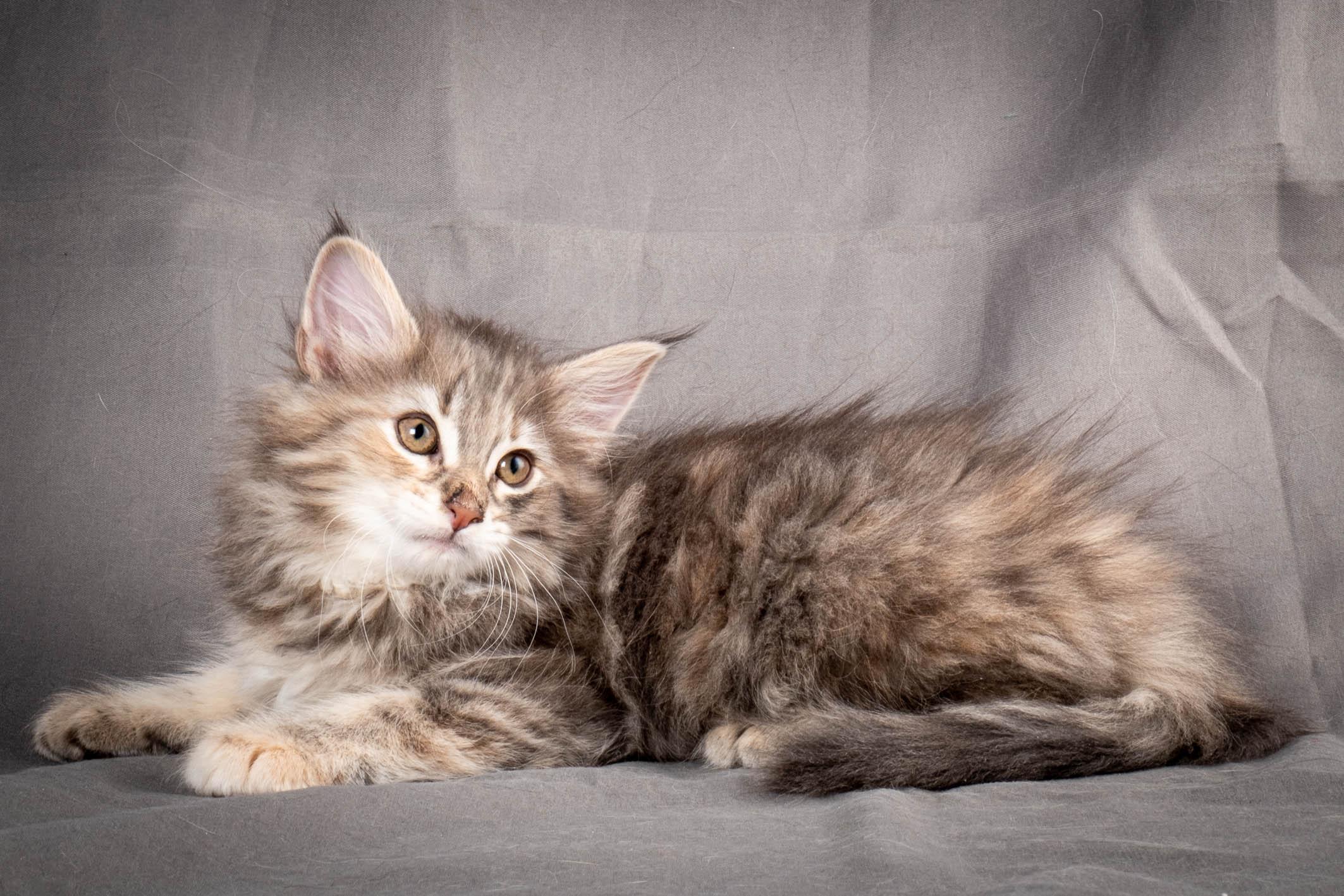 (N)Migoto's Anna, NFO g 22