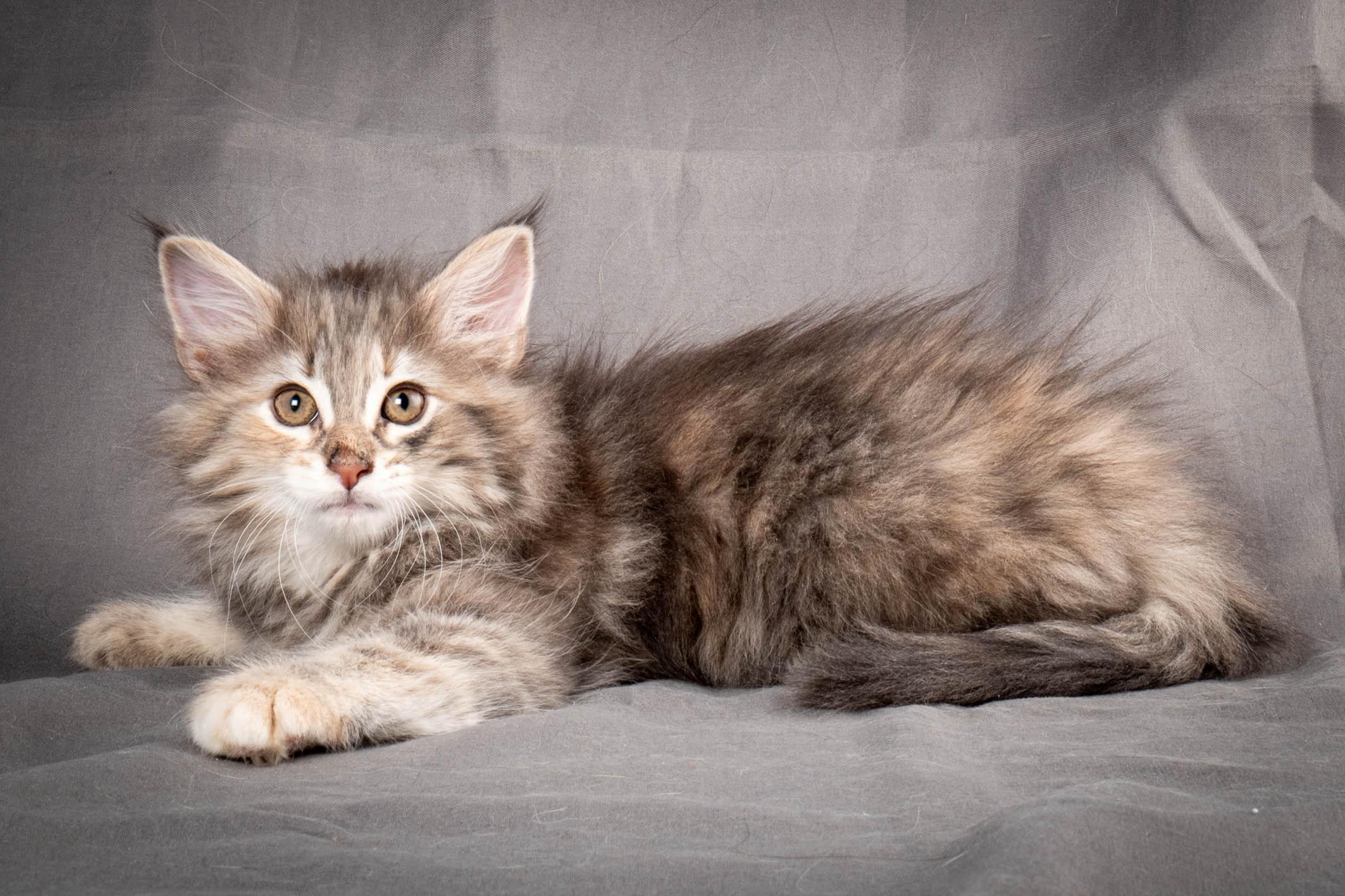 (N)Migoto's Anna, NFO g 22