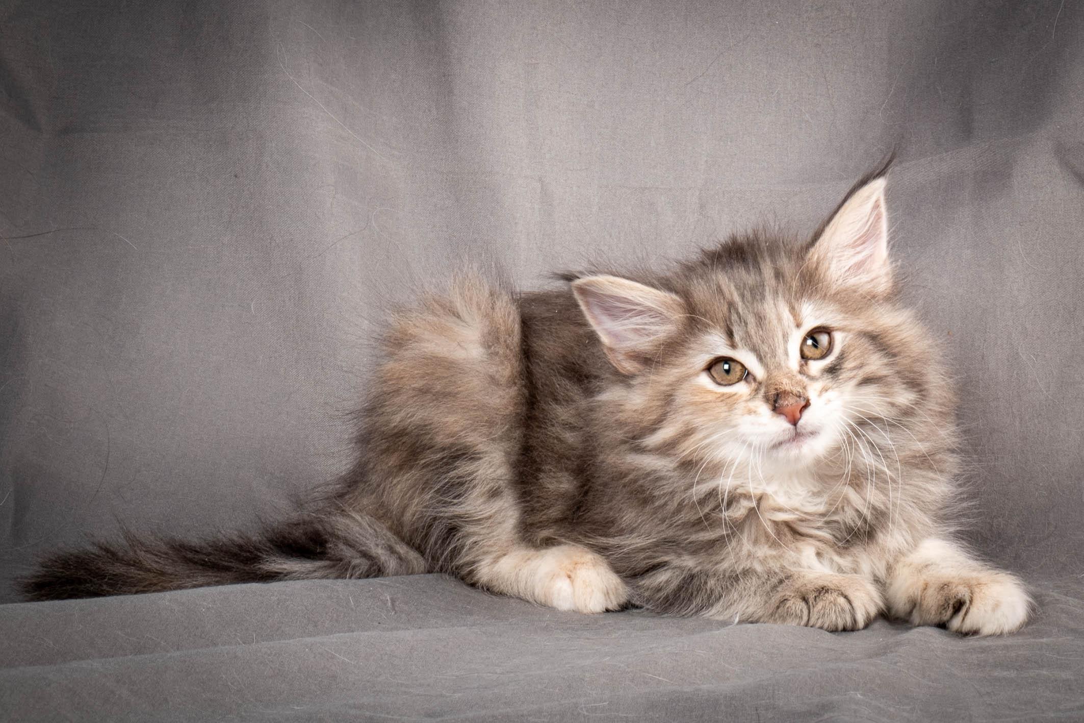 (N)Migoto's Anna, NFO g 22