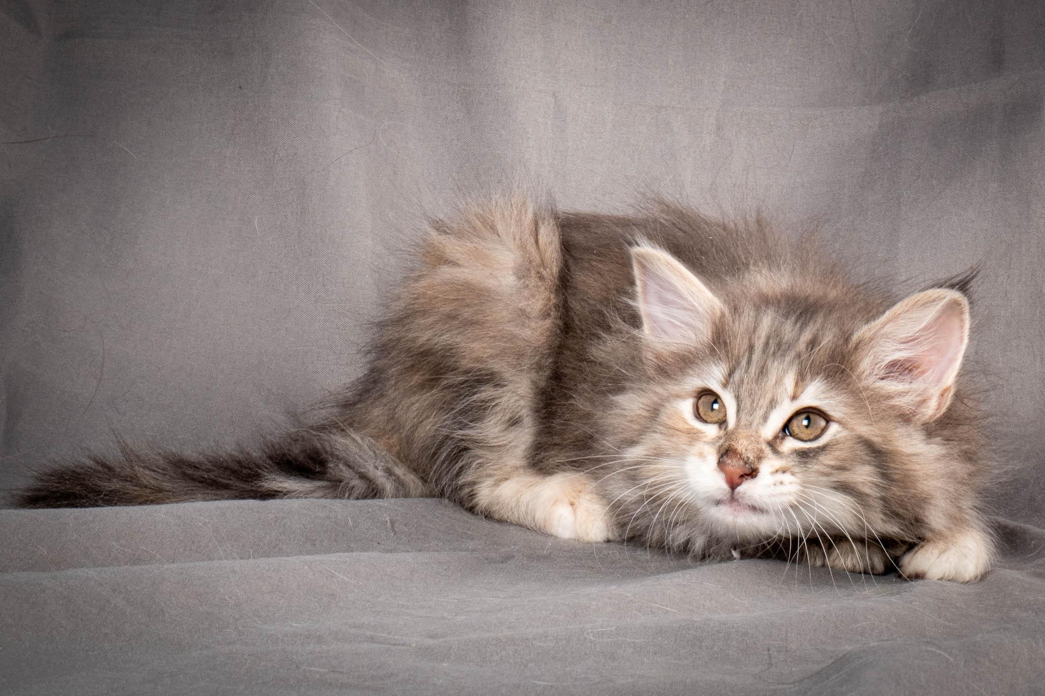 (N)Migoto's Anna, NFO g 22