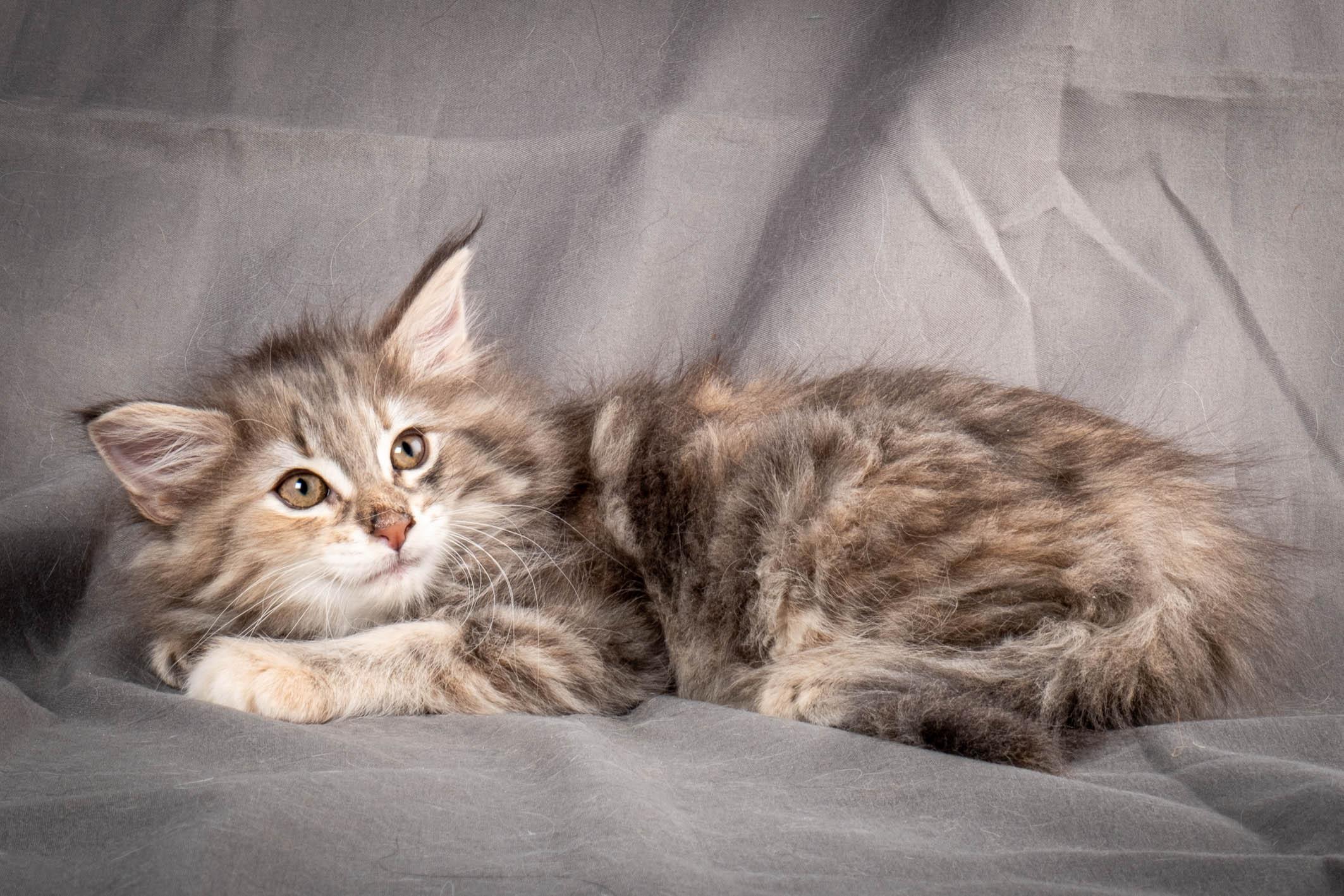 (N)Migoto's Anna, NFO g 22