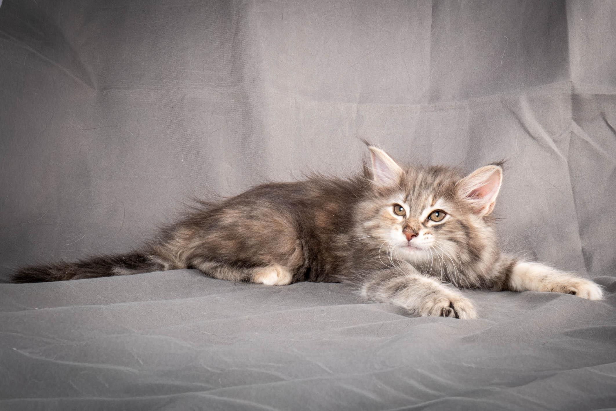 (N)Migoto's Anna, NFO g 22