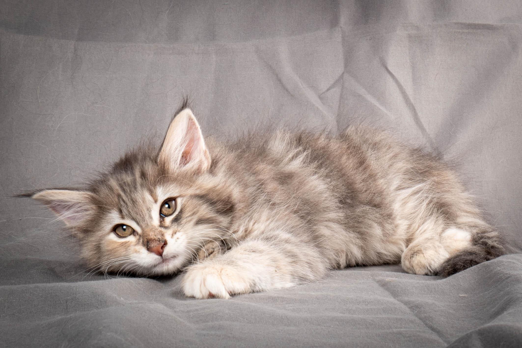 (N)Migoto's Anna, NFO g 22