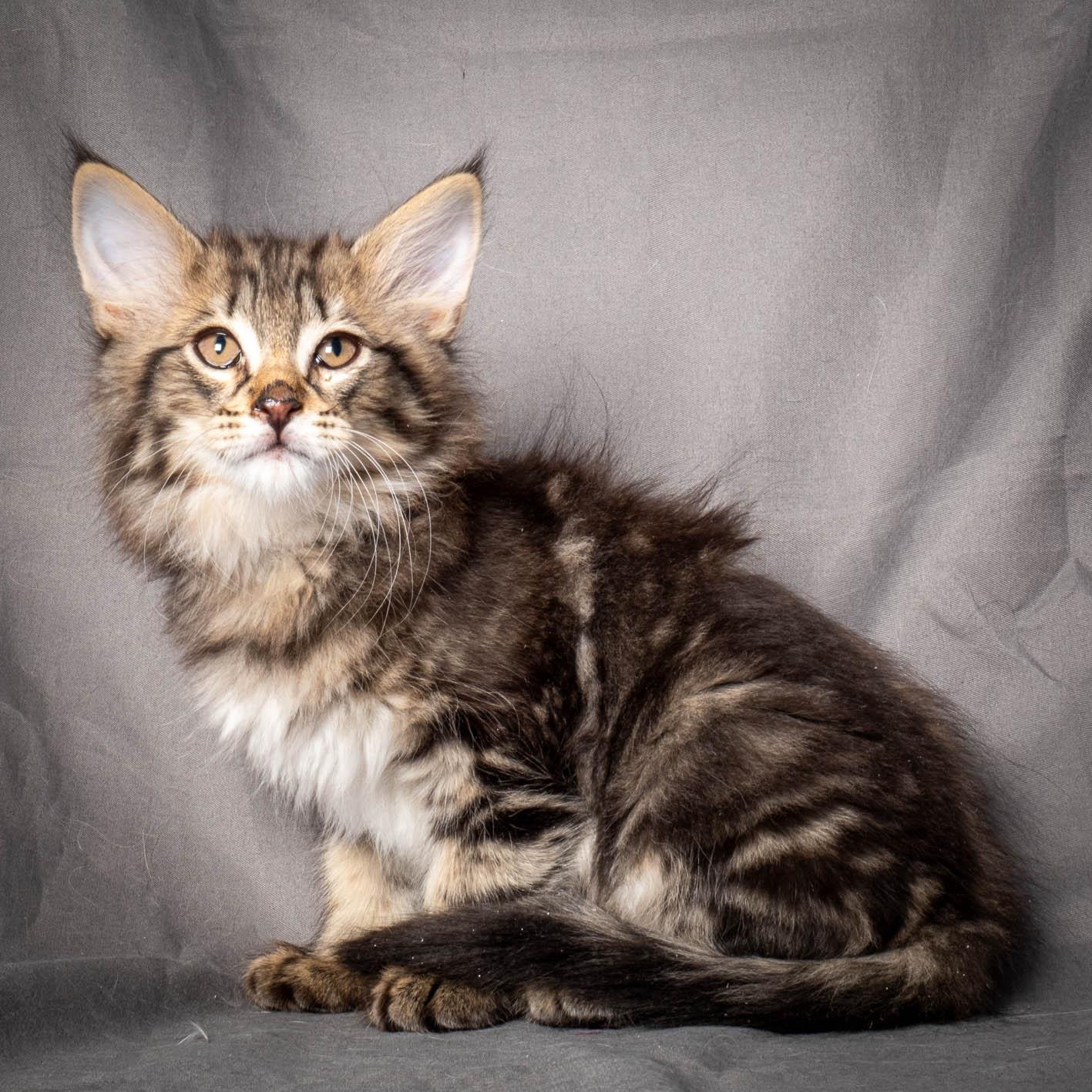 (N)Migoto's August, NFO n 22