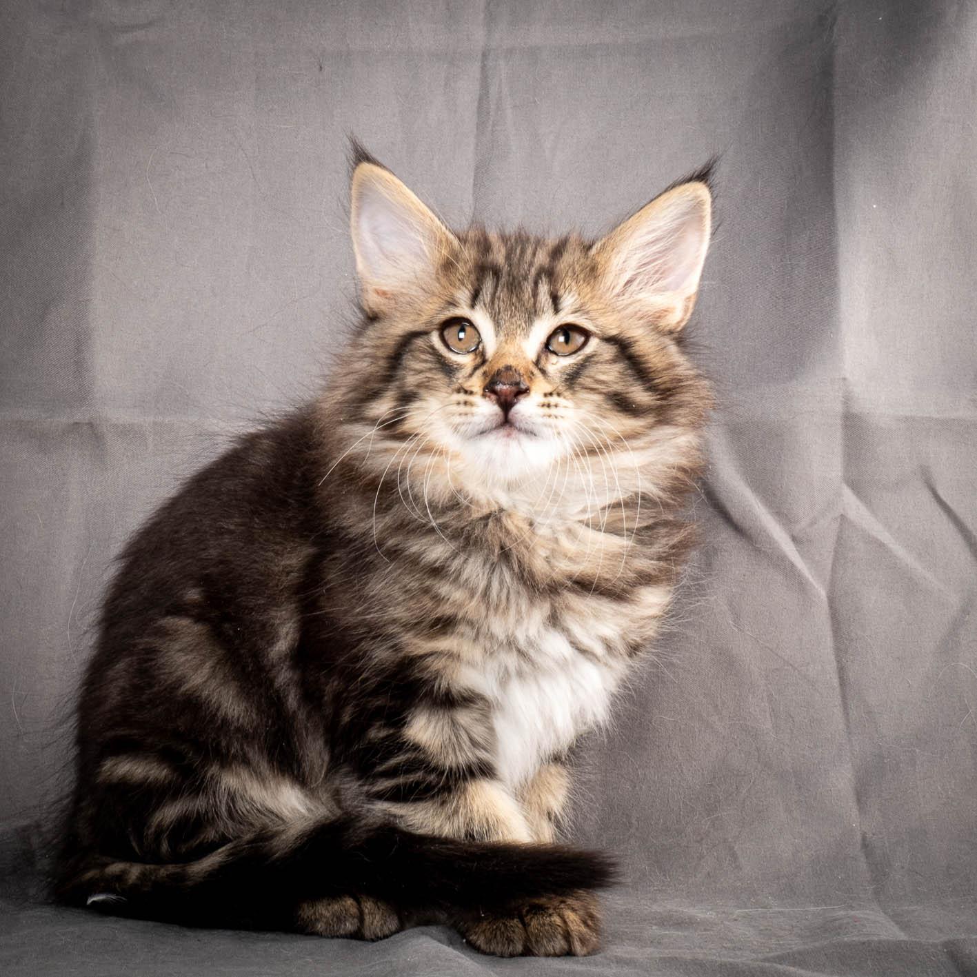 (N)Migoto's August, NFO n 22