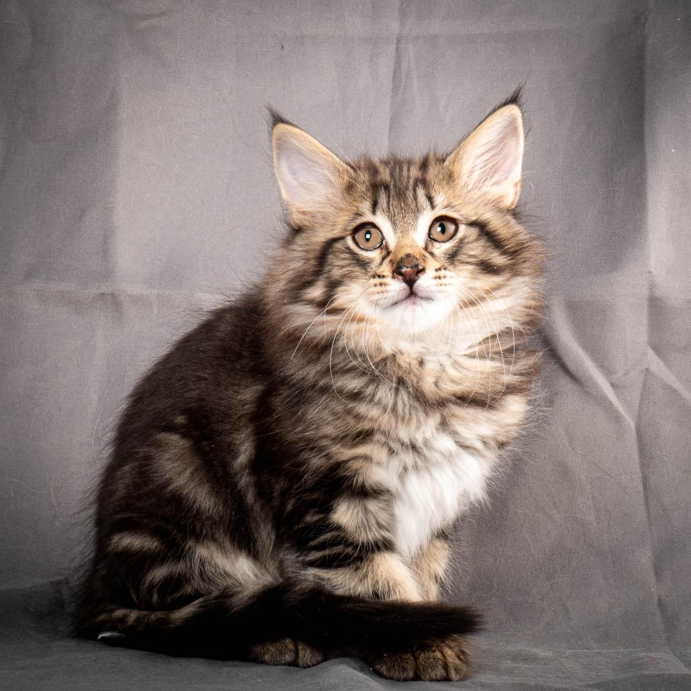 (N)Migoto's August, NFO n 22