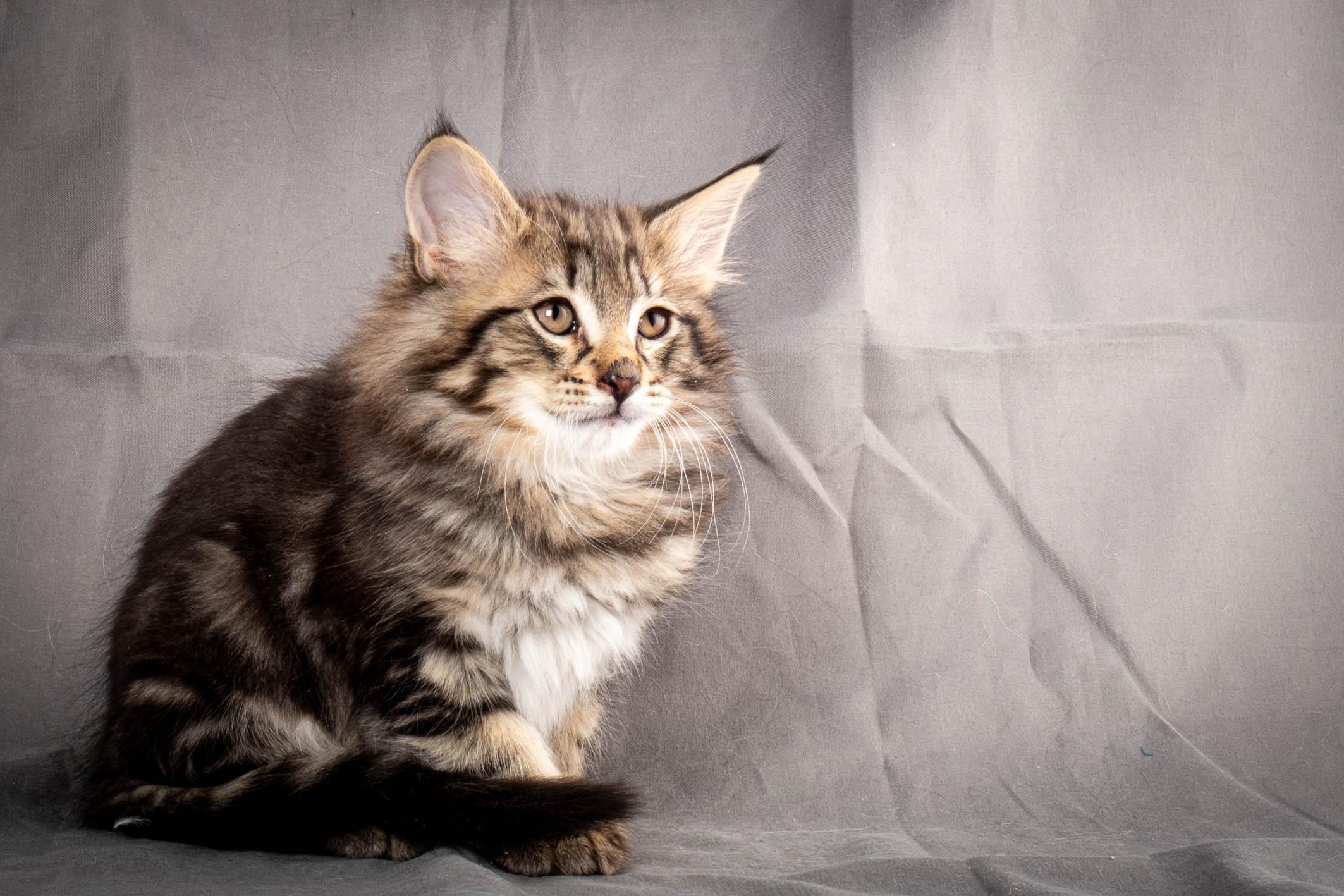 (N)Migoto's August, NFO n 22