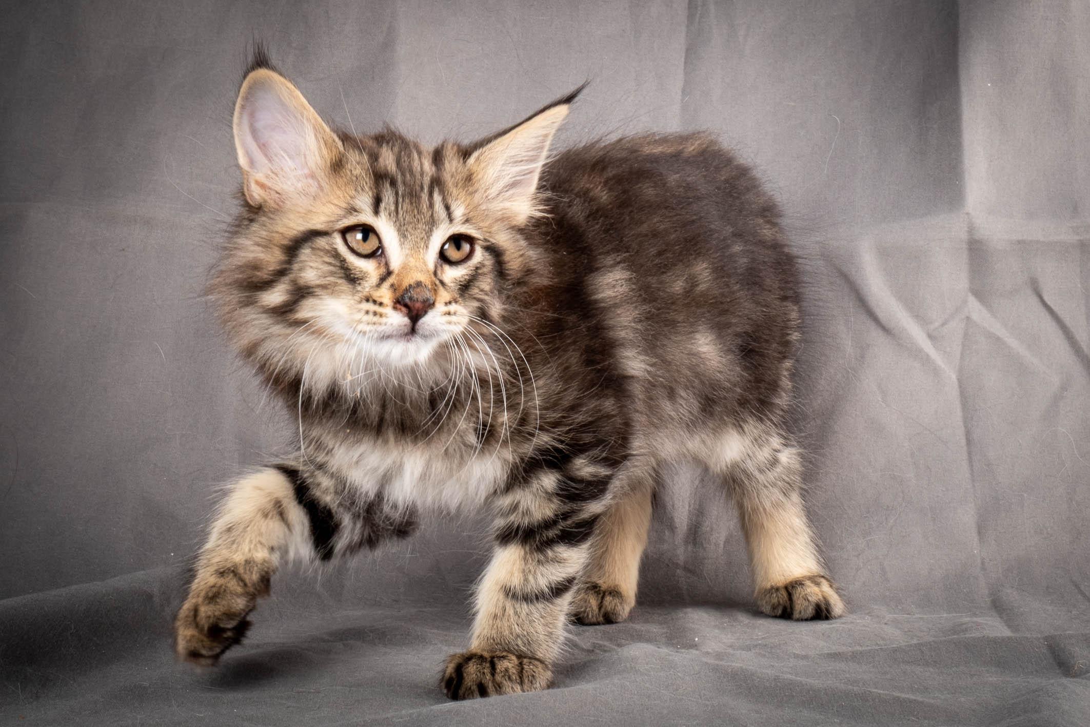 (N)Migoto's August, NFO n 22