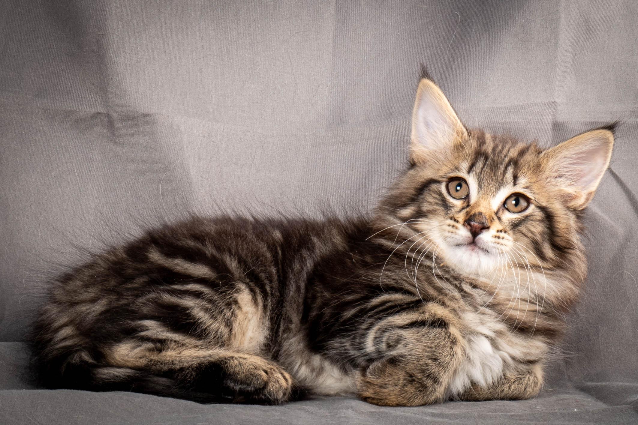 (N)Migoto's August, NFO n 22