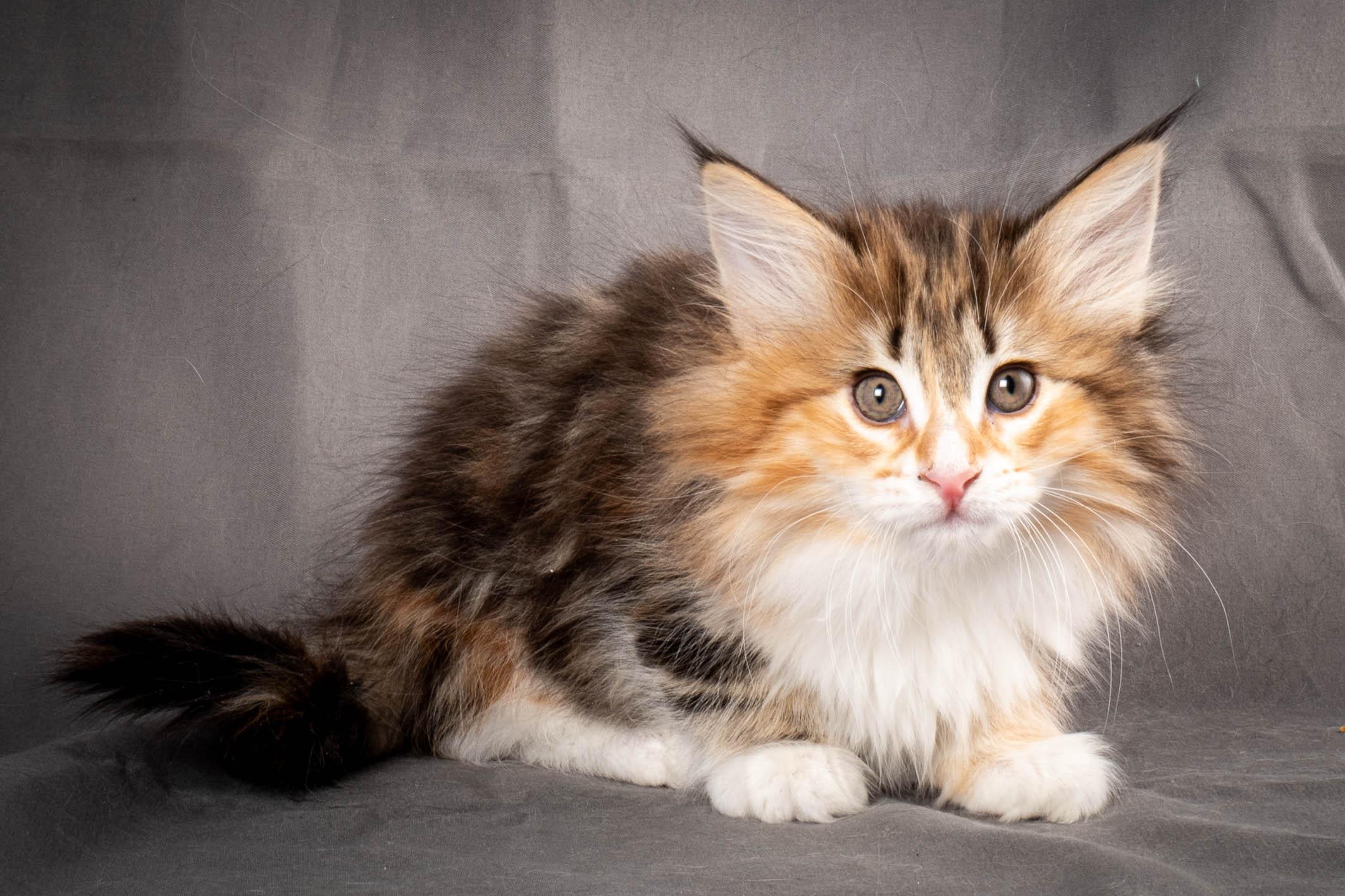 (N)Migoto's Alva, NFO f 09 22