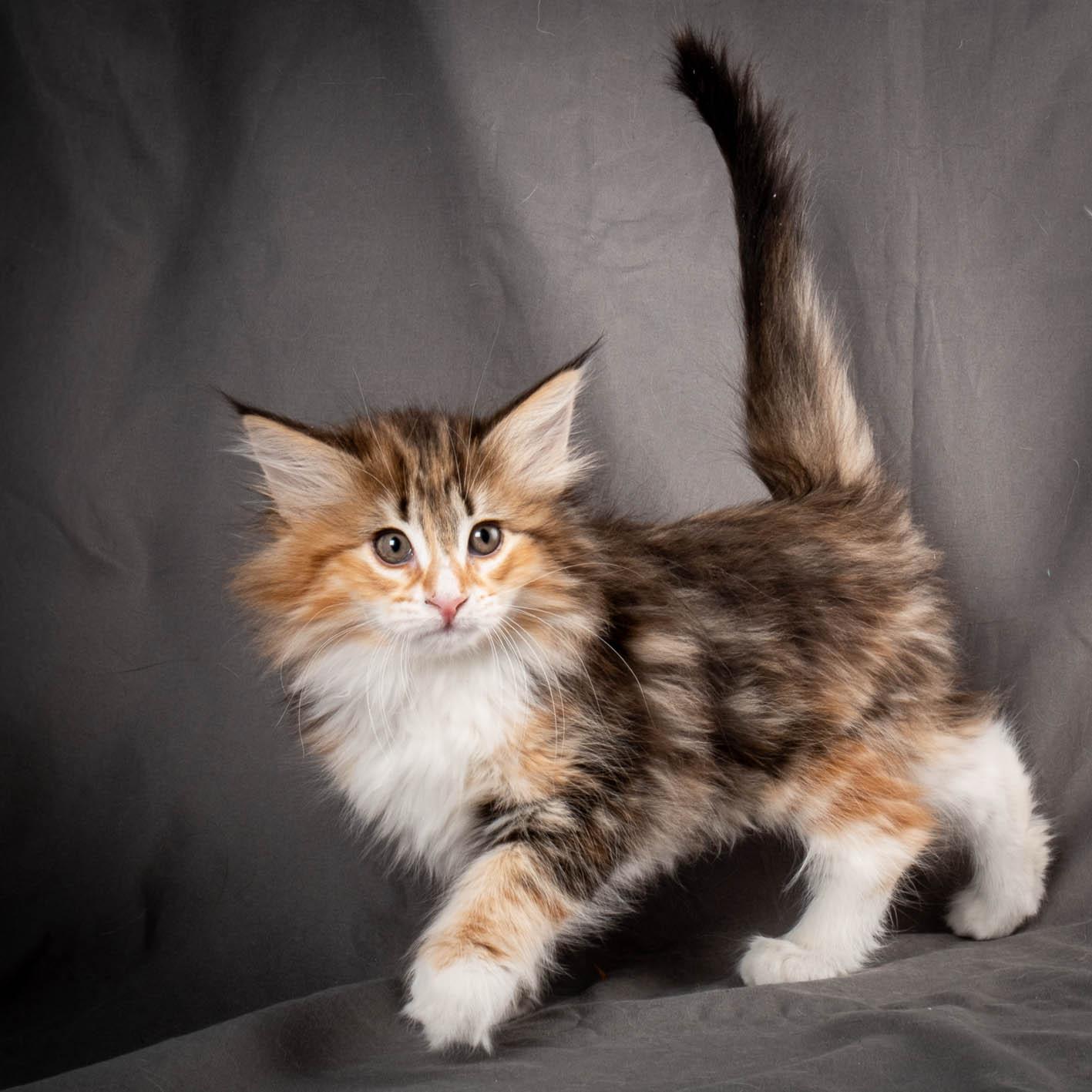 (N)Migoto's Alva, NFO f 09 22