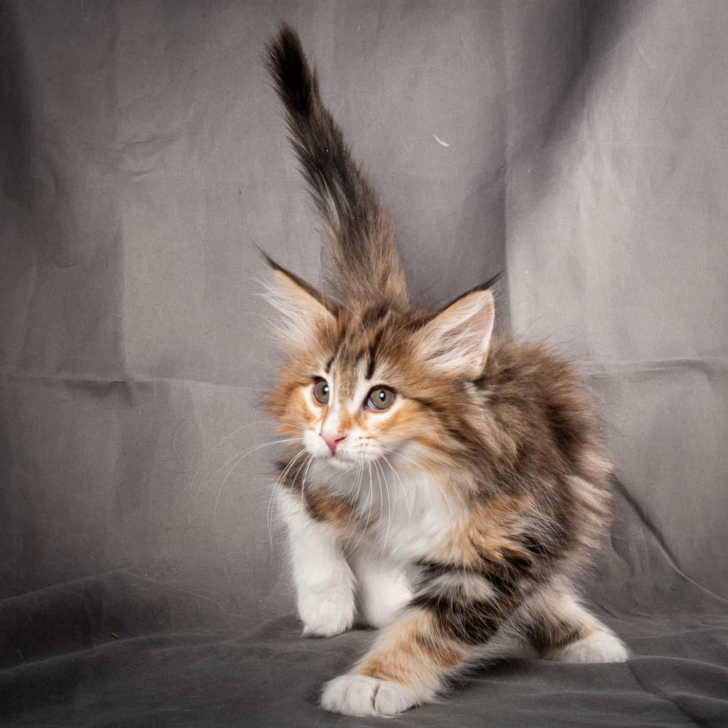 (N)Migoto's Alva, NFO f 09 22