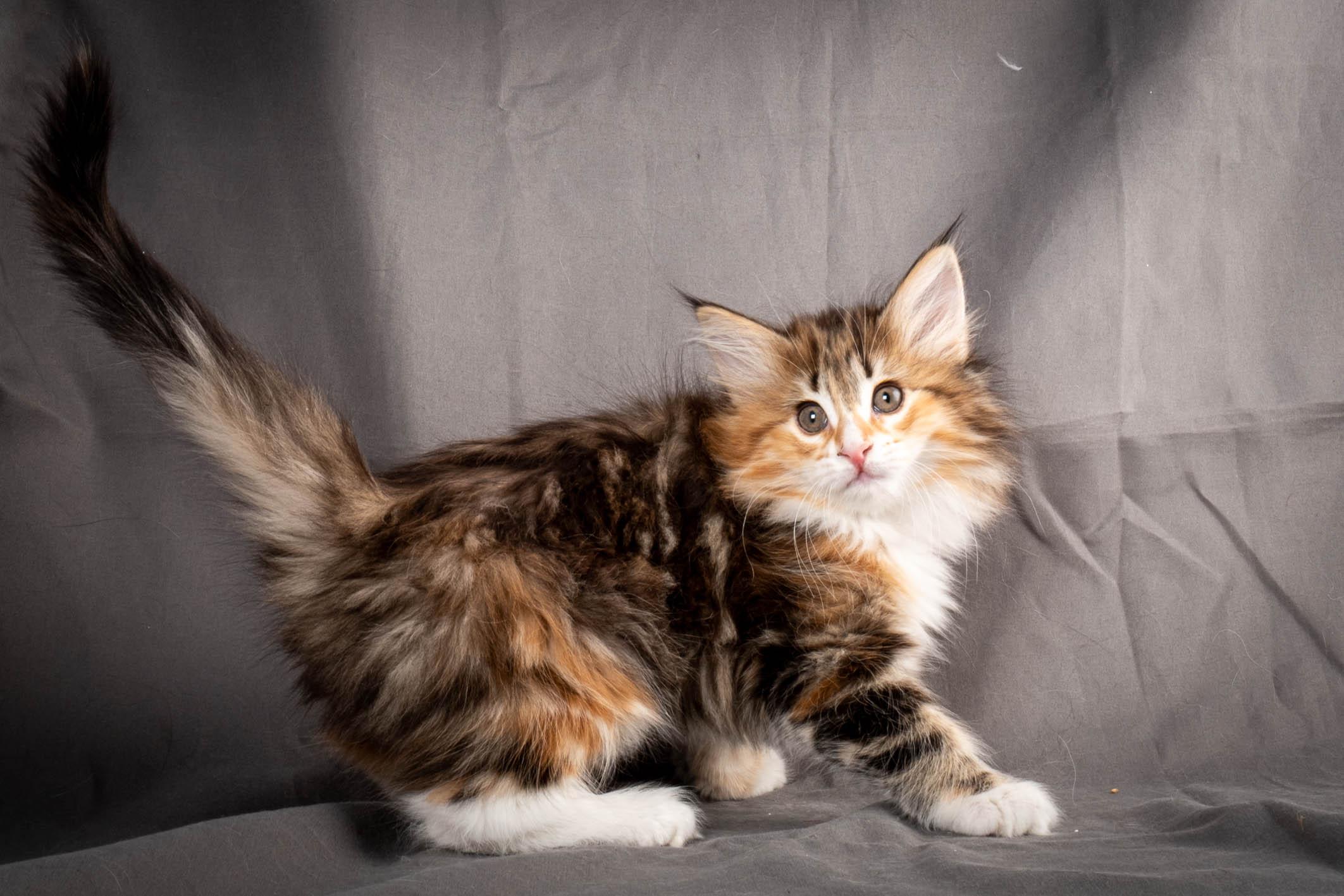 (N)Migoto's Alva, NFO f 09 22