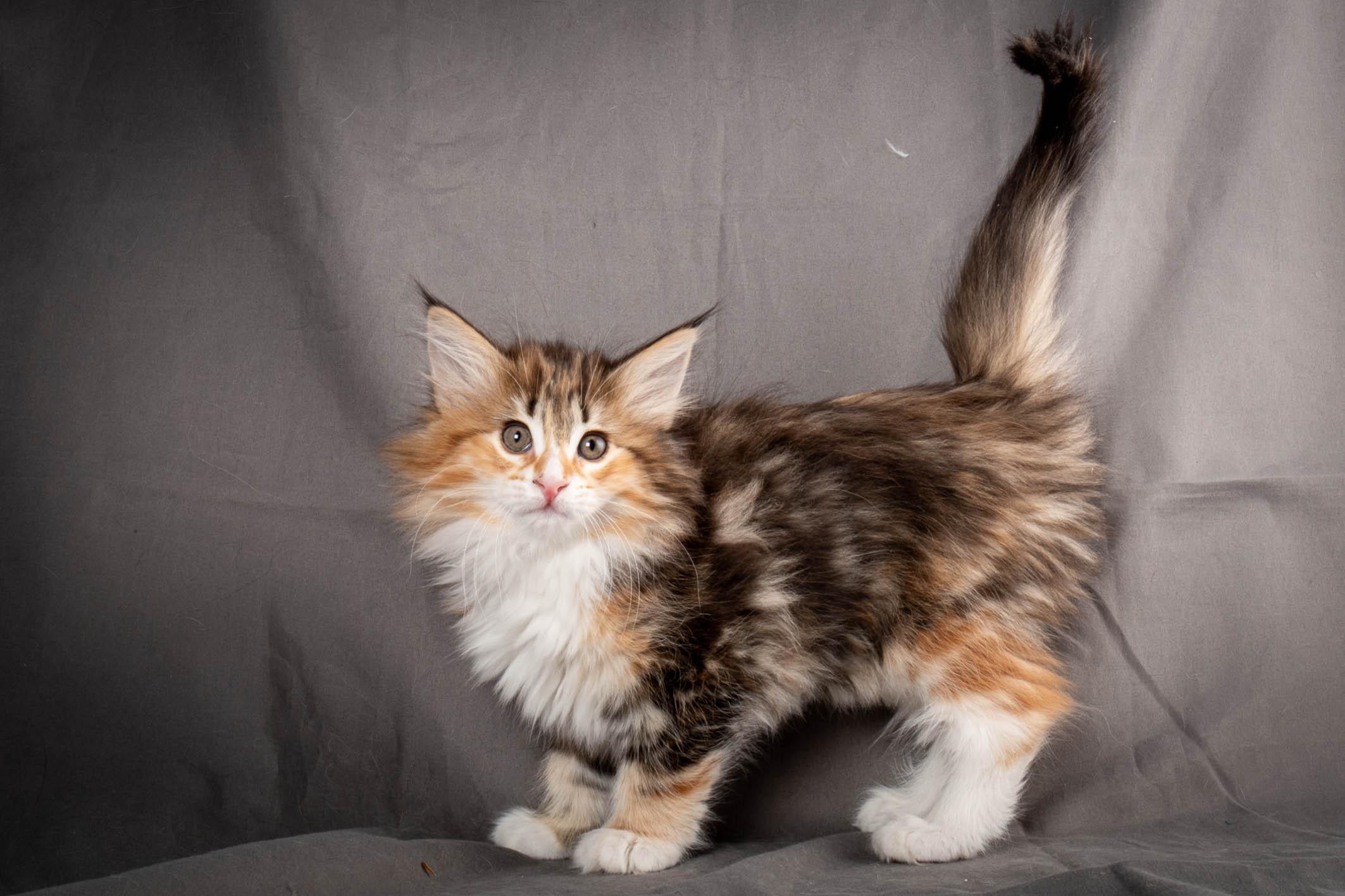 (N)Migoto's Alva, NFO f 09 22