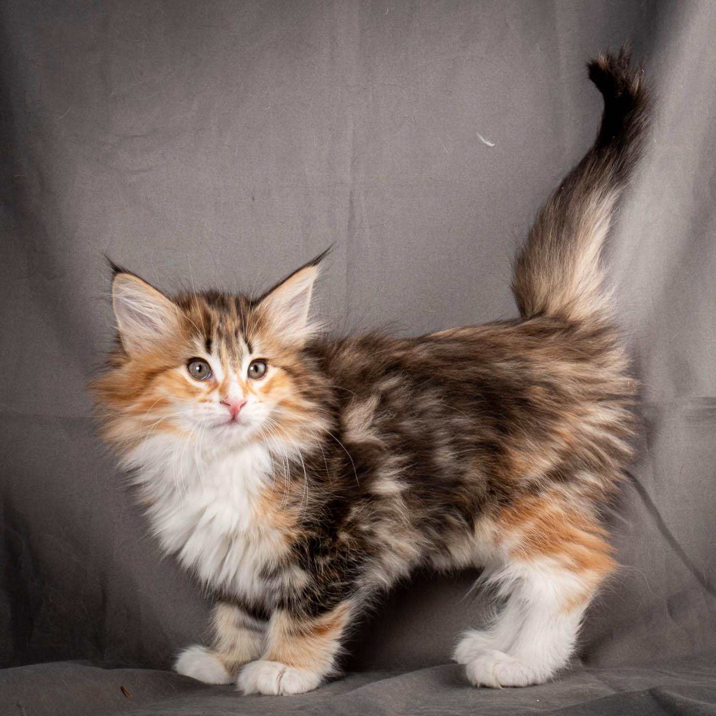 (N)Migoto's Alva, NFO f 09 22