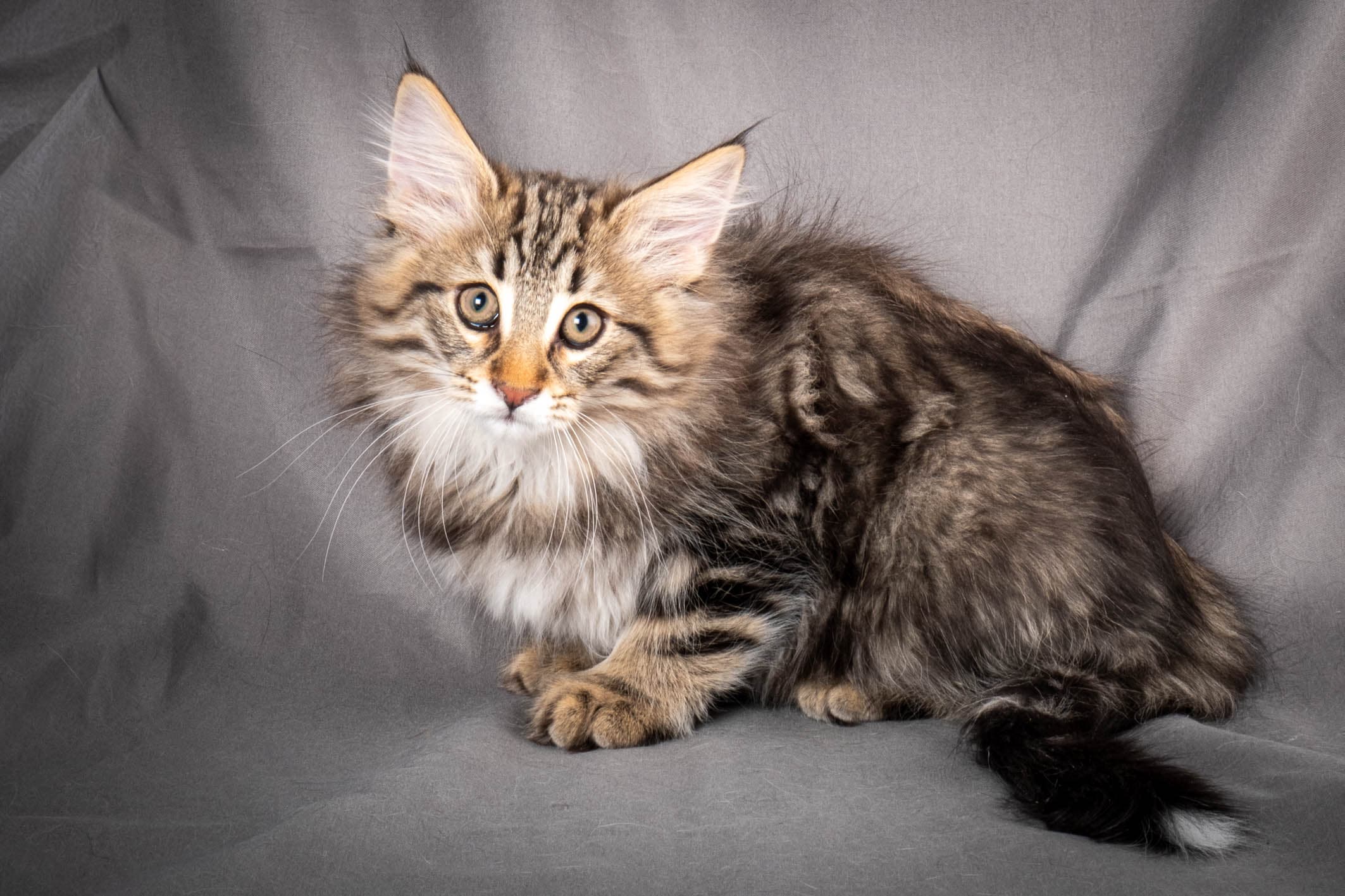 (N)Migoto's Anton, NFO n 22