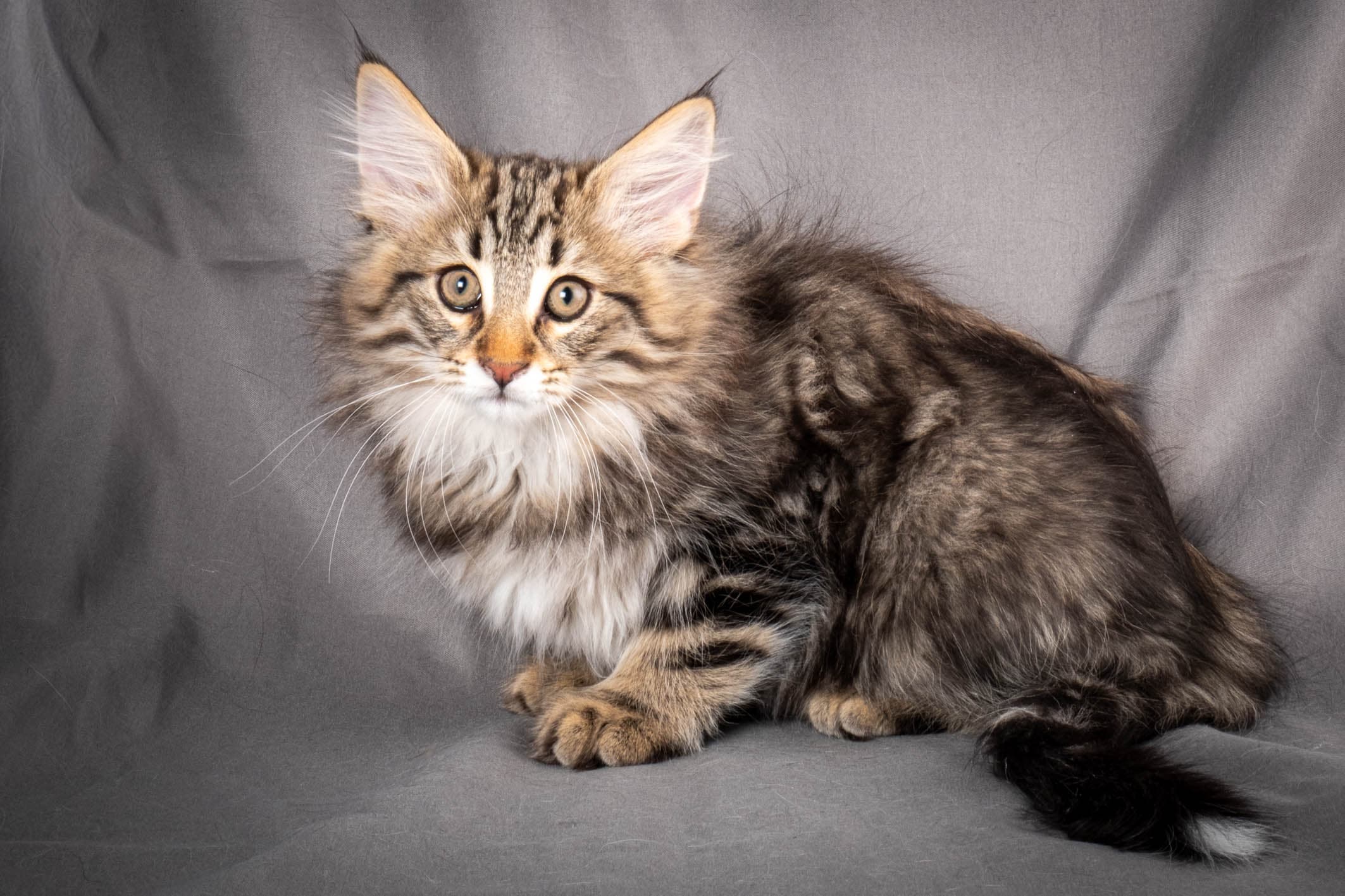 (N)Migoto's Anton, NFO n 22