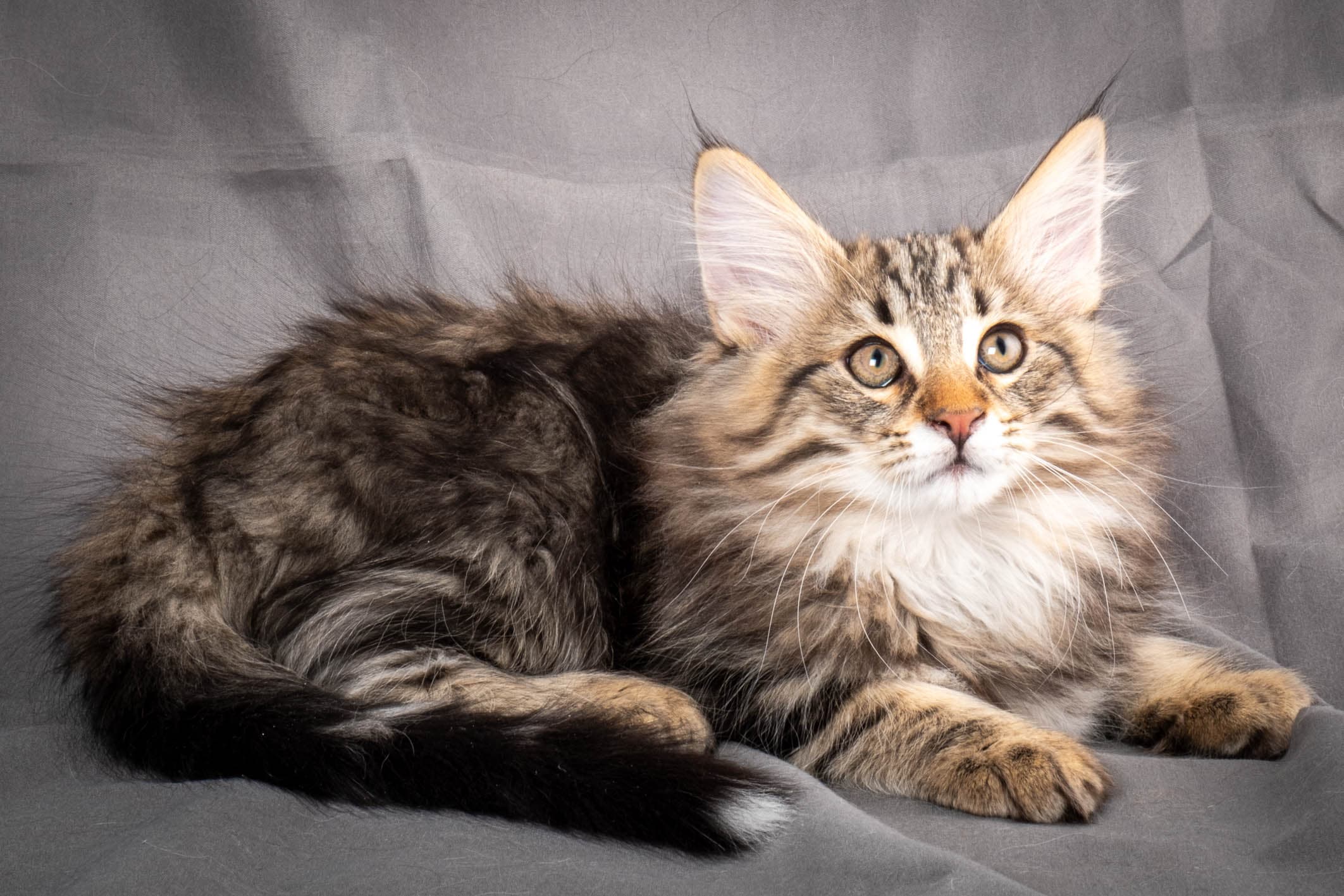 (N)Migoto's Anton, NFO n 22